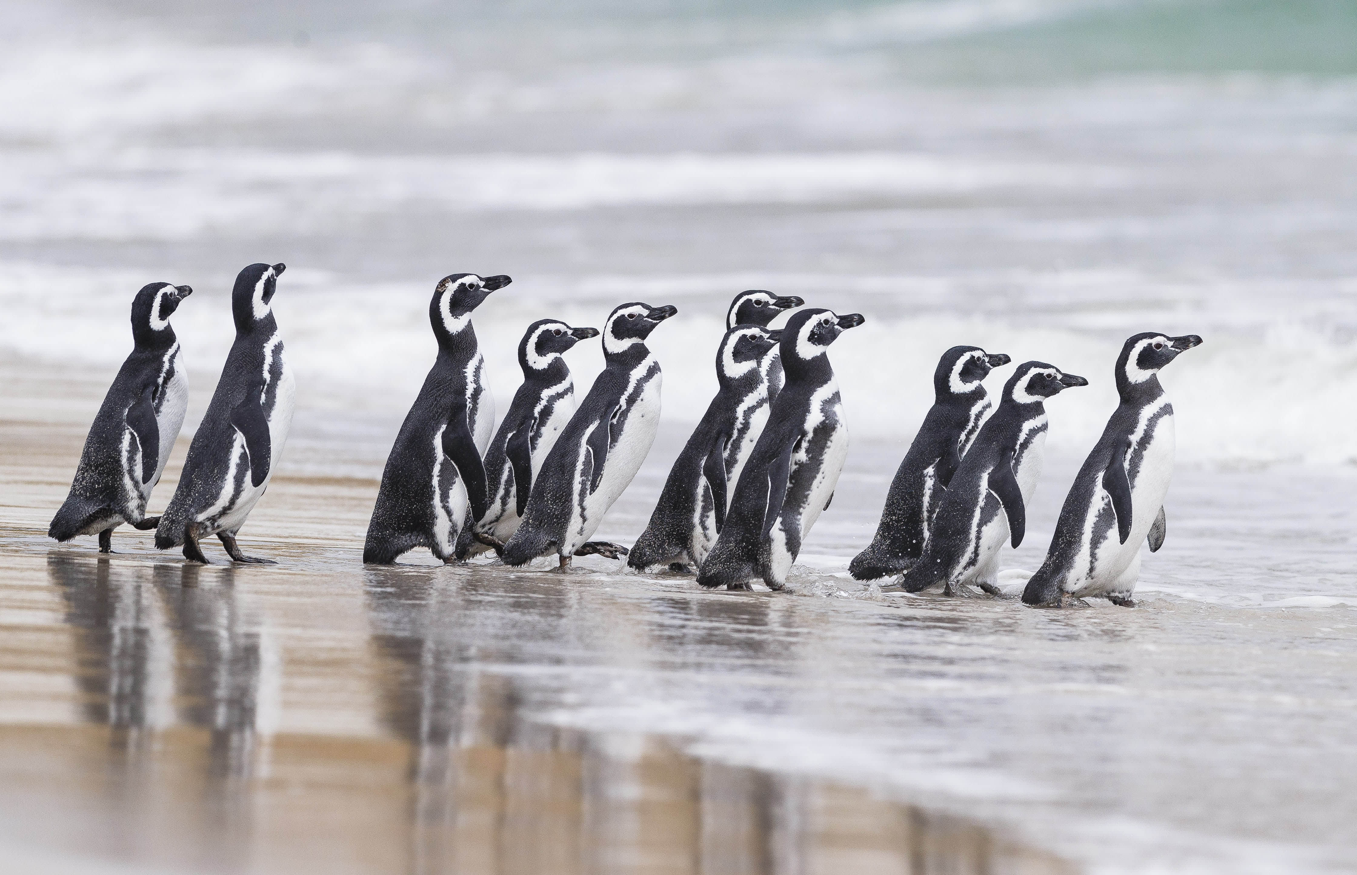 Falkland Islands and South Georgia: 20-Day Wildlife Adventure