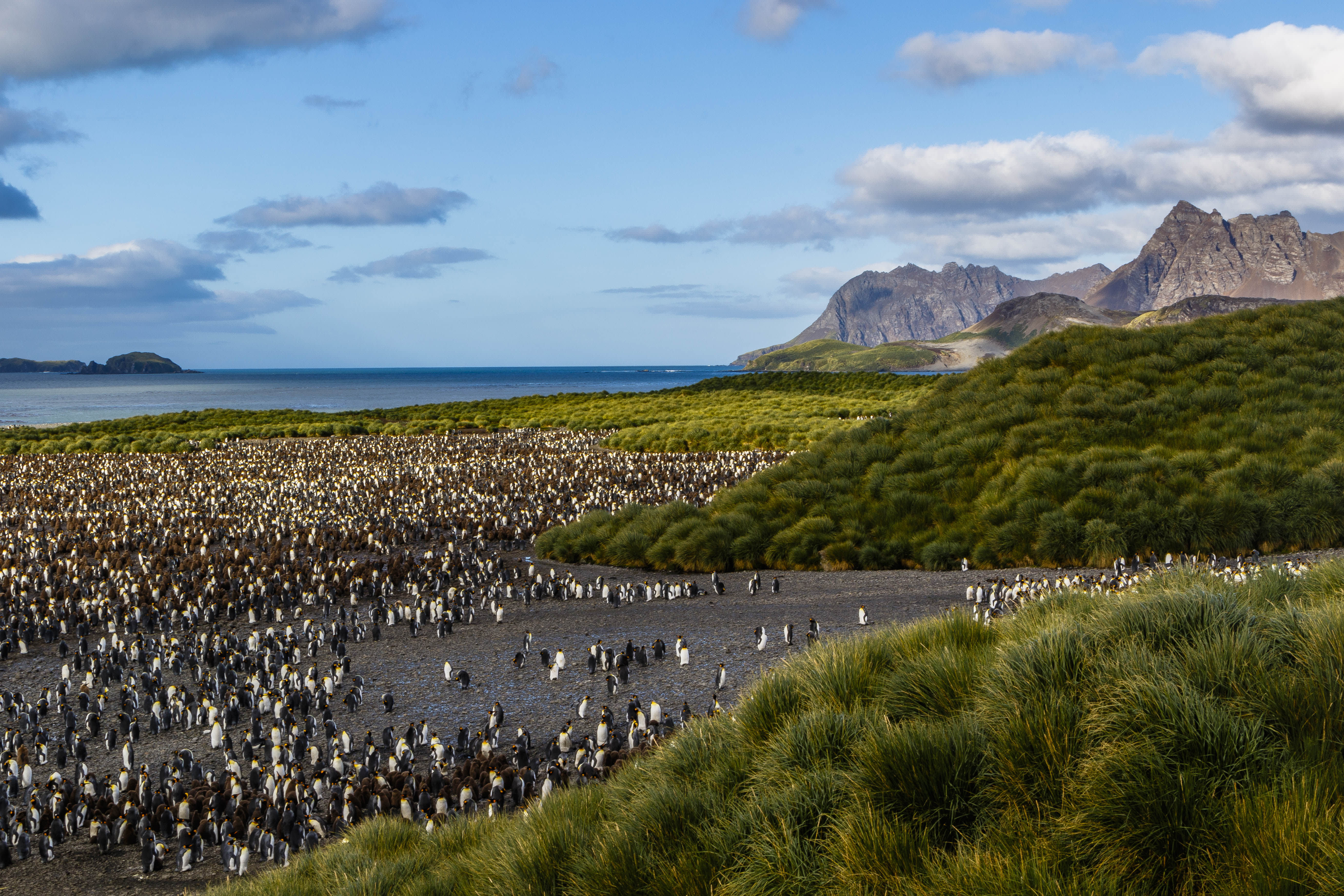 Falkland Islands and South Georgia: 20-Day Wildlife Adventure