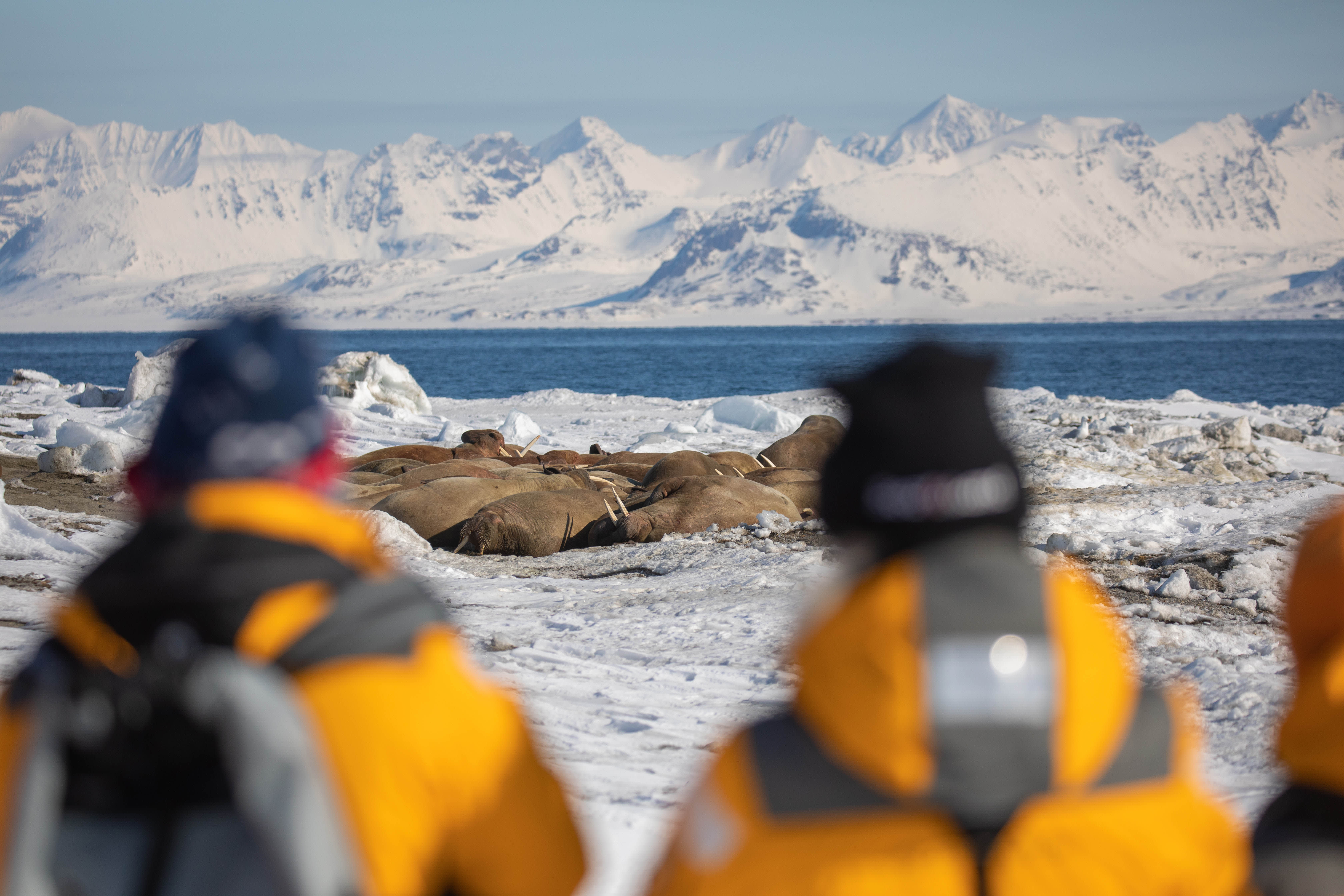 Svalbard in Spring: Sea Ice, Pristine Snow and Wildlife