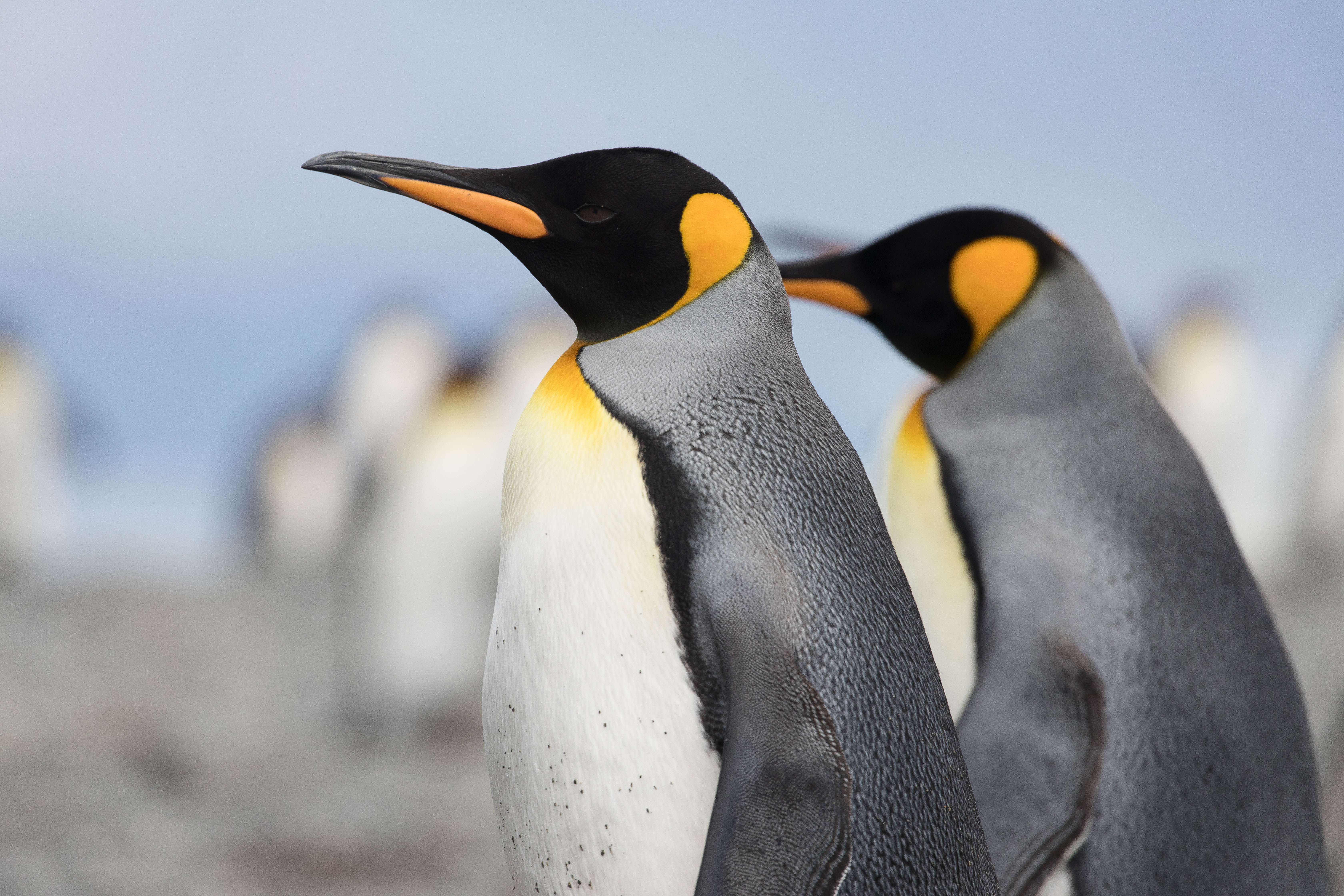 Falkland Islands and South Georgia: 20-Day Wildlife Adventure
