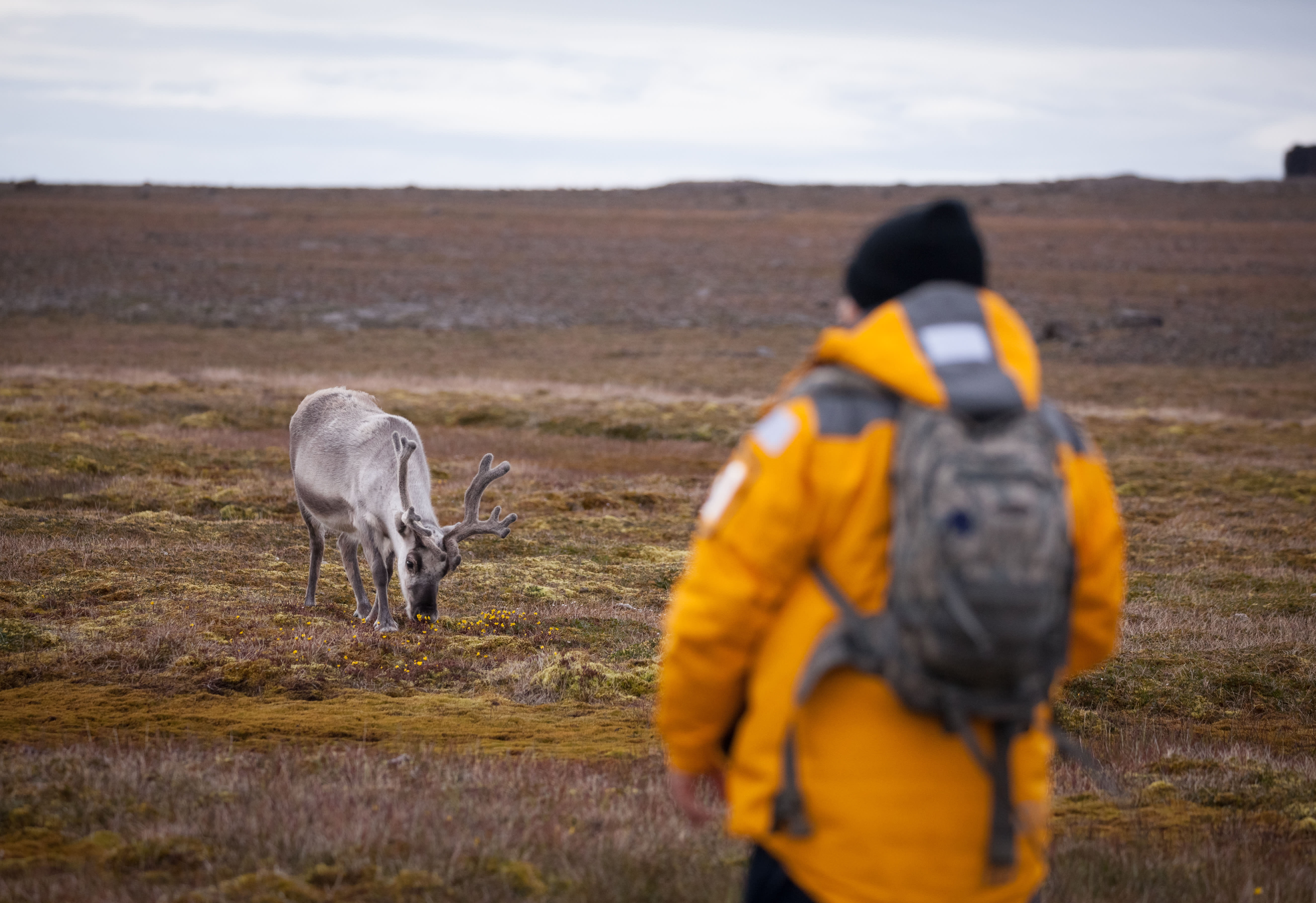 svalbard_reindeer_sundneset_acaciajohnson_12