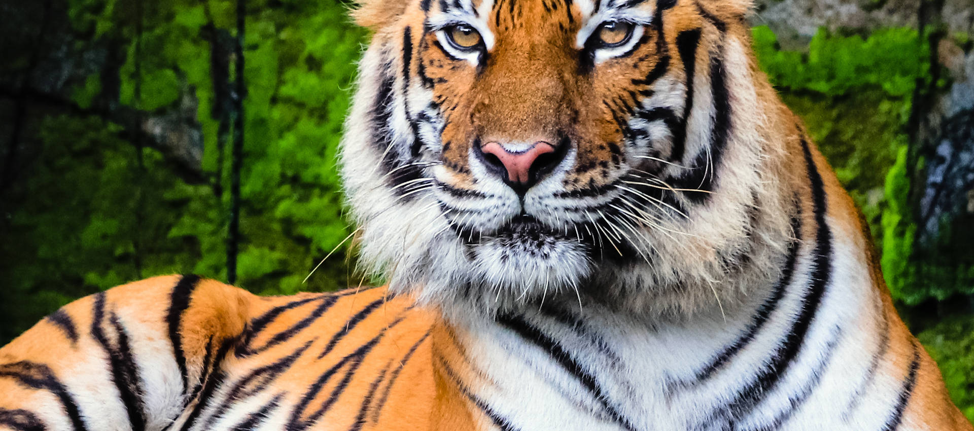 Reviews carousel image