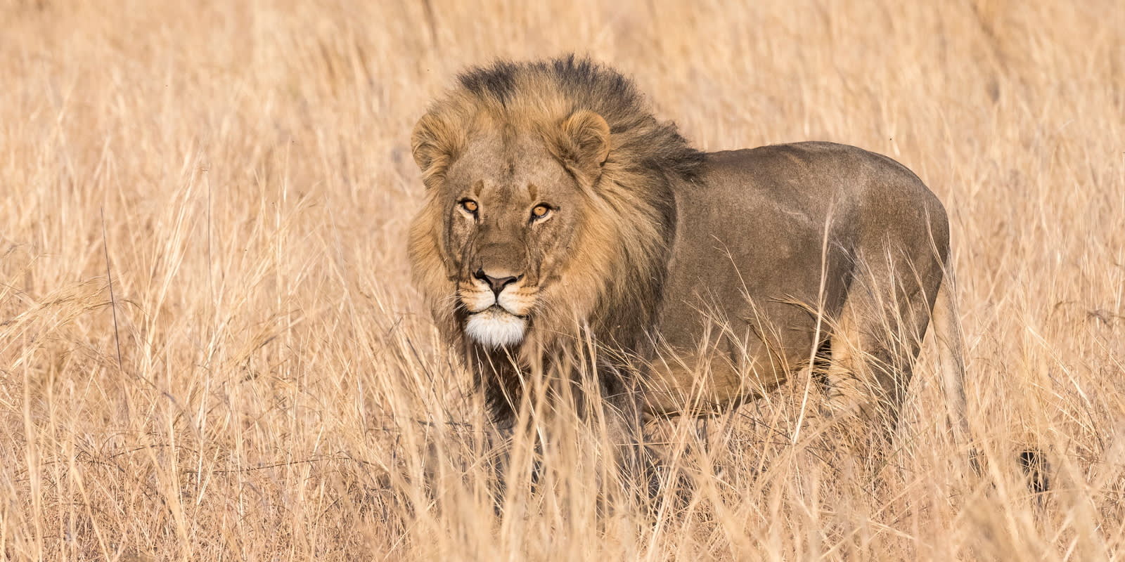 Reviews carousel image