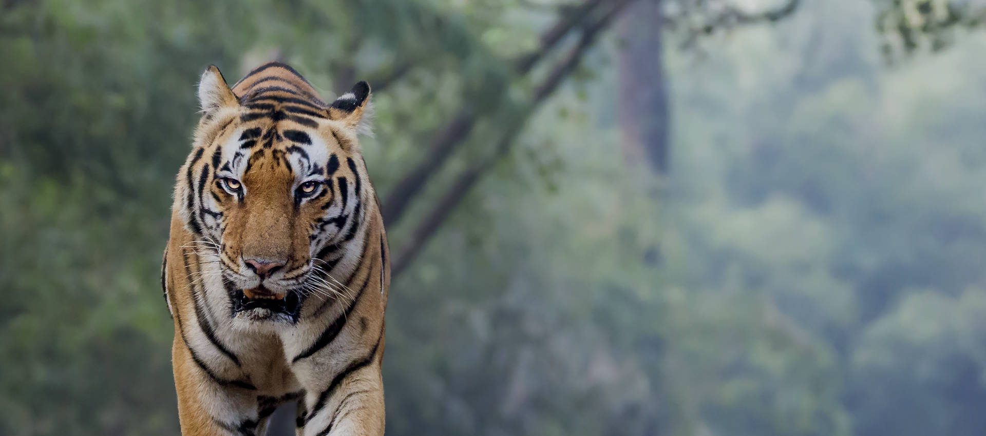 Reviews carousel image