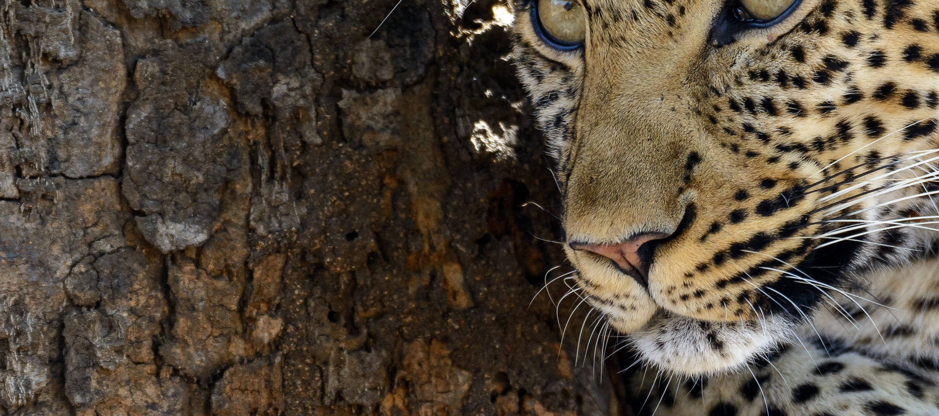 Reviews carousel image