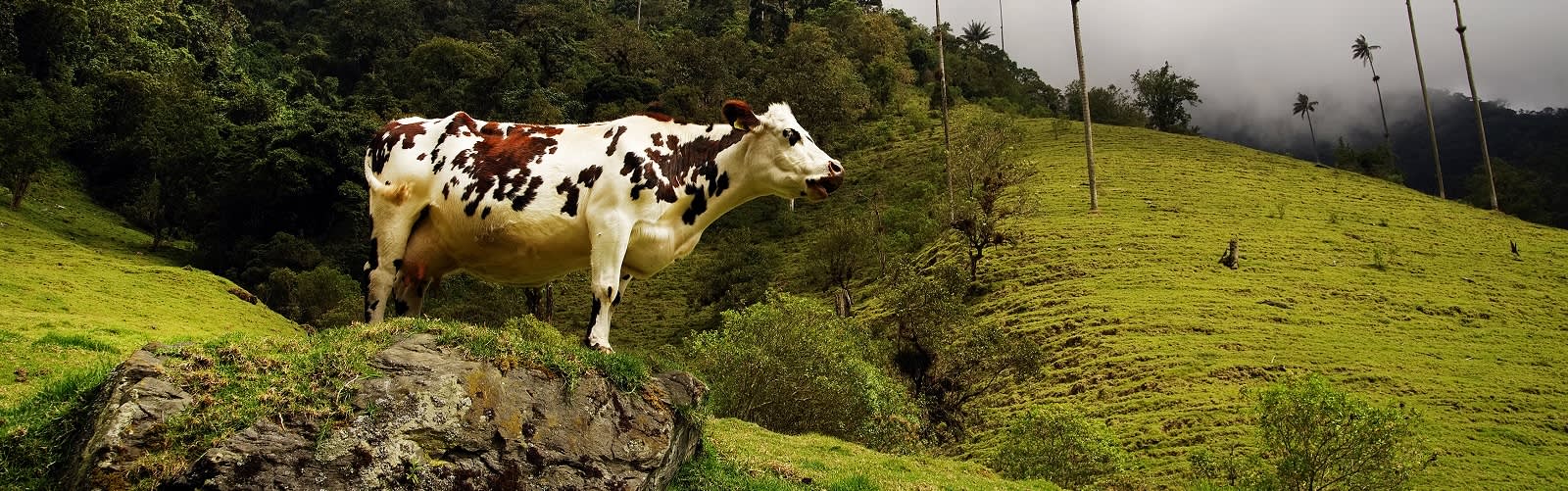 Best Time to Visit Colombia | Monthly Climate Guide