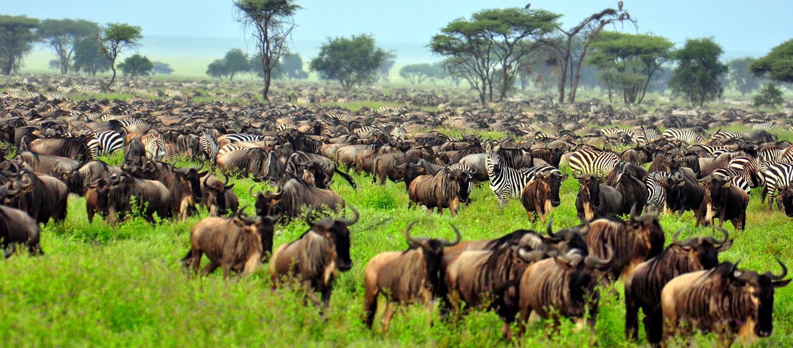 Best Time to Visit Tanzania | Climate Guide & Travel Tips