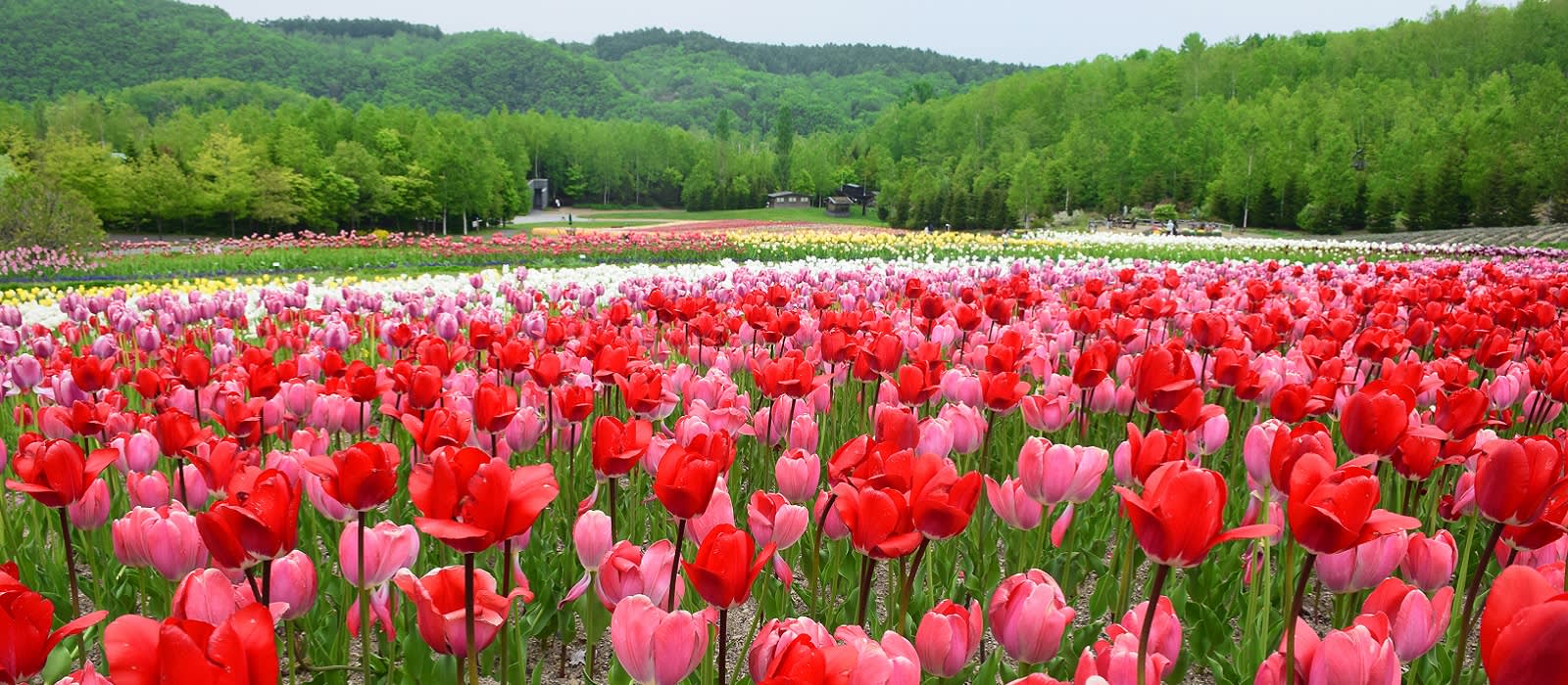 Enchanters Newsletter, March 2026