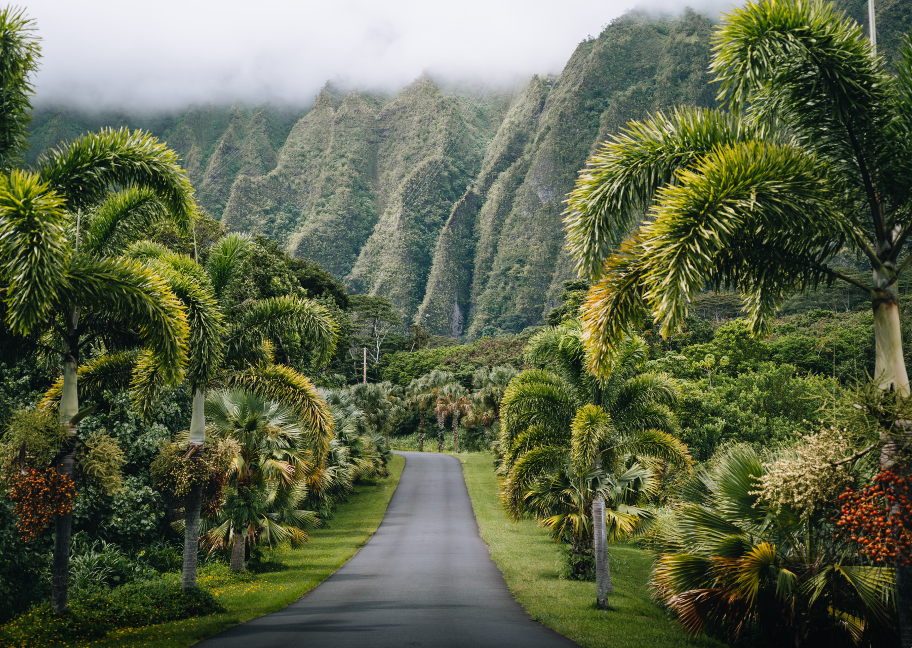 Manoa Valley's Paradise Park could find new life as a cultural oasis