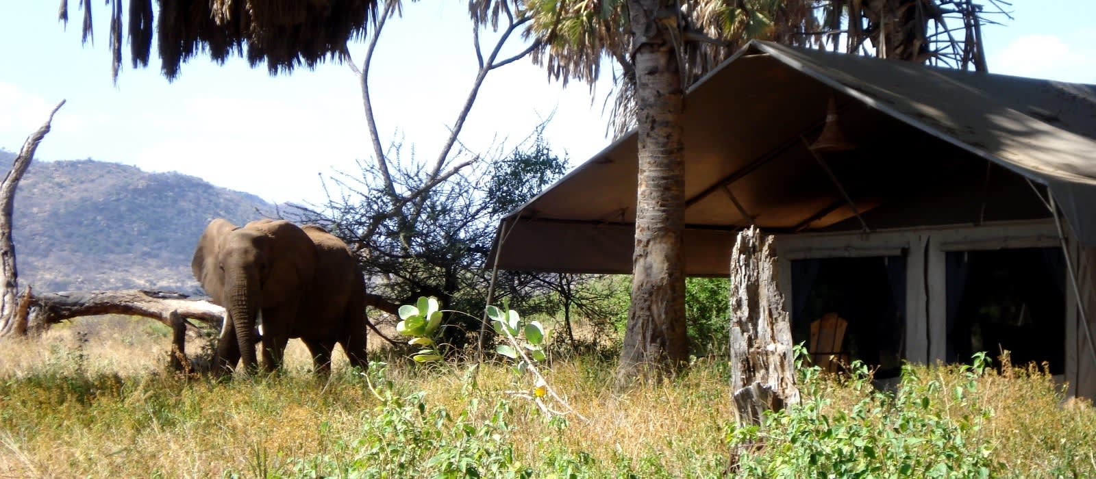 Elephant Bedroom Camp Enchanting Travels   Africa Kenya Samburu Elephant Bedroom Camp Tent Exterior 