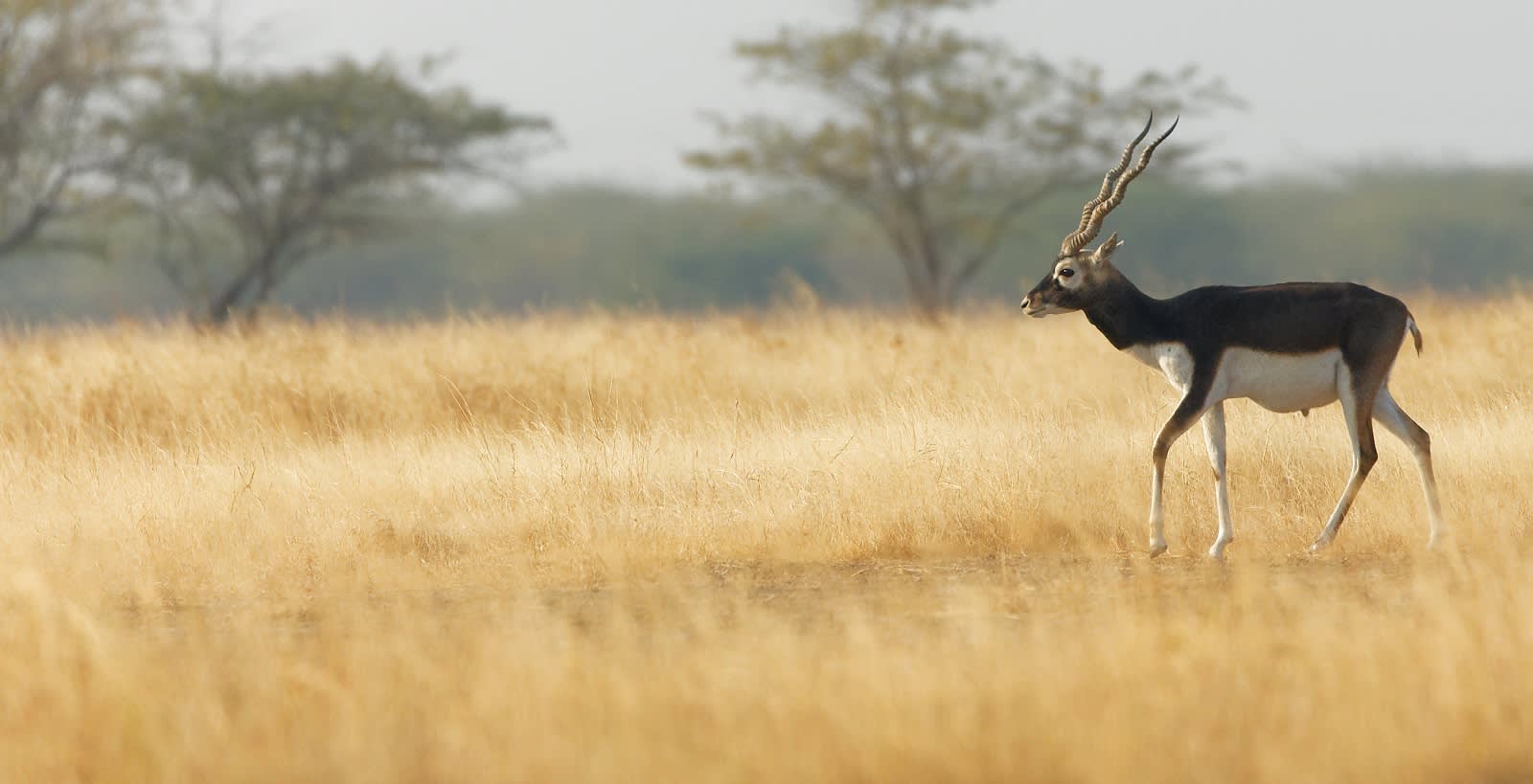 Velavadar Nationalpark Individualreisen Enchanting Travels