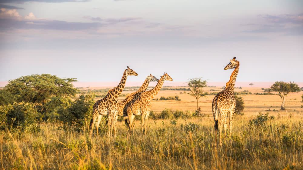 Wildlife & Warmth: An Enchanting Travels Experience in Kenya
