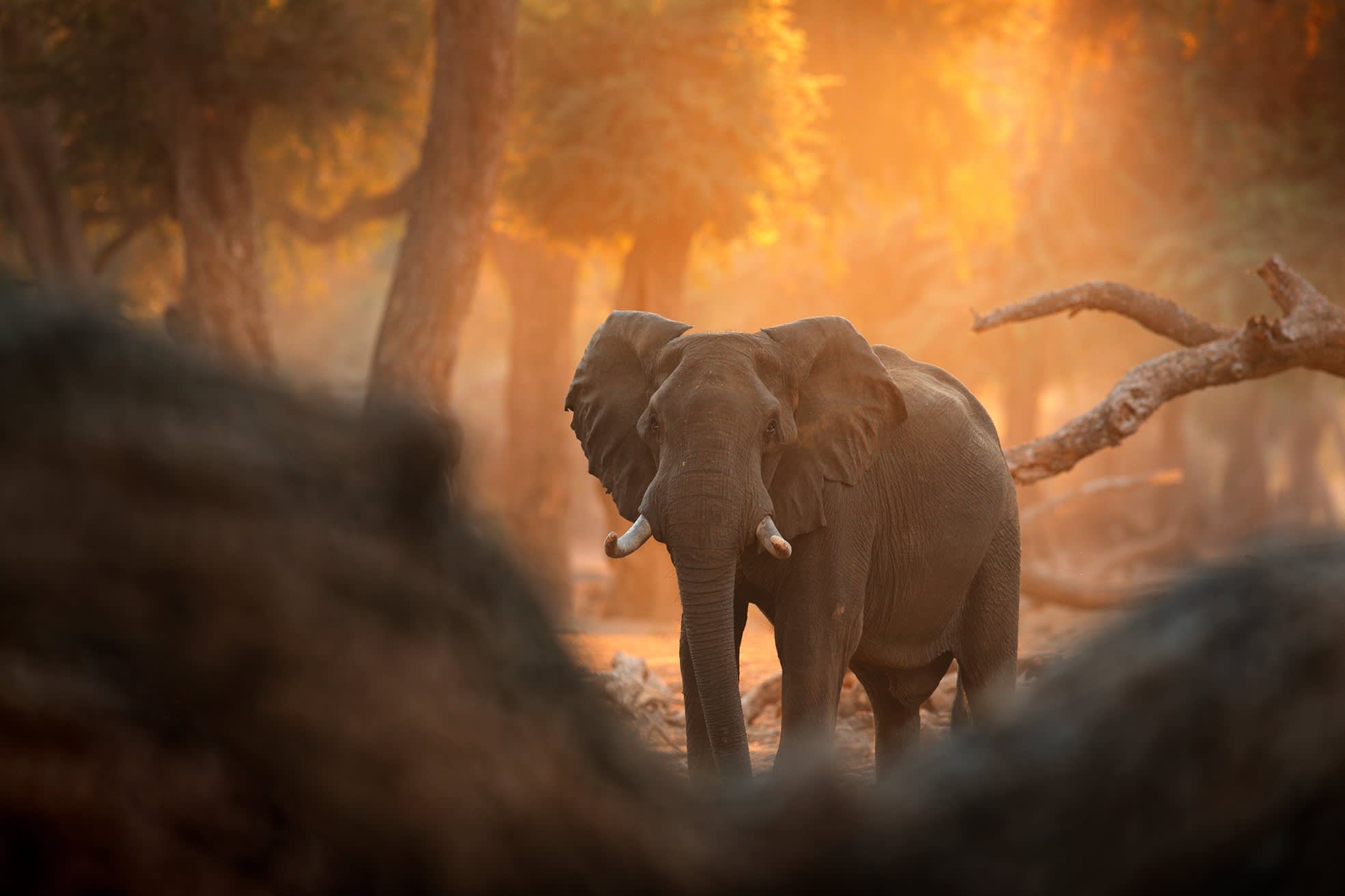 The Insider’s Guide to a Luxury Safari The Insider’s Guide to a Luxury Safari