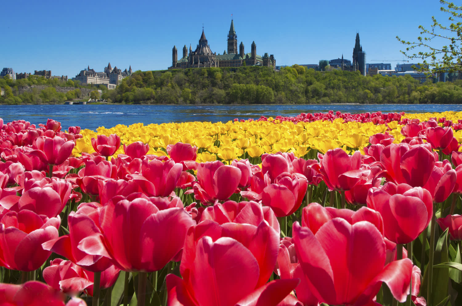 Yellow Red Tulips Parliament Hill in distance