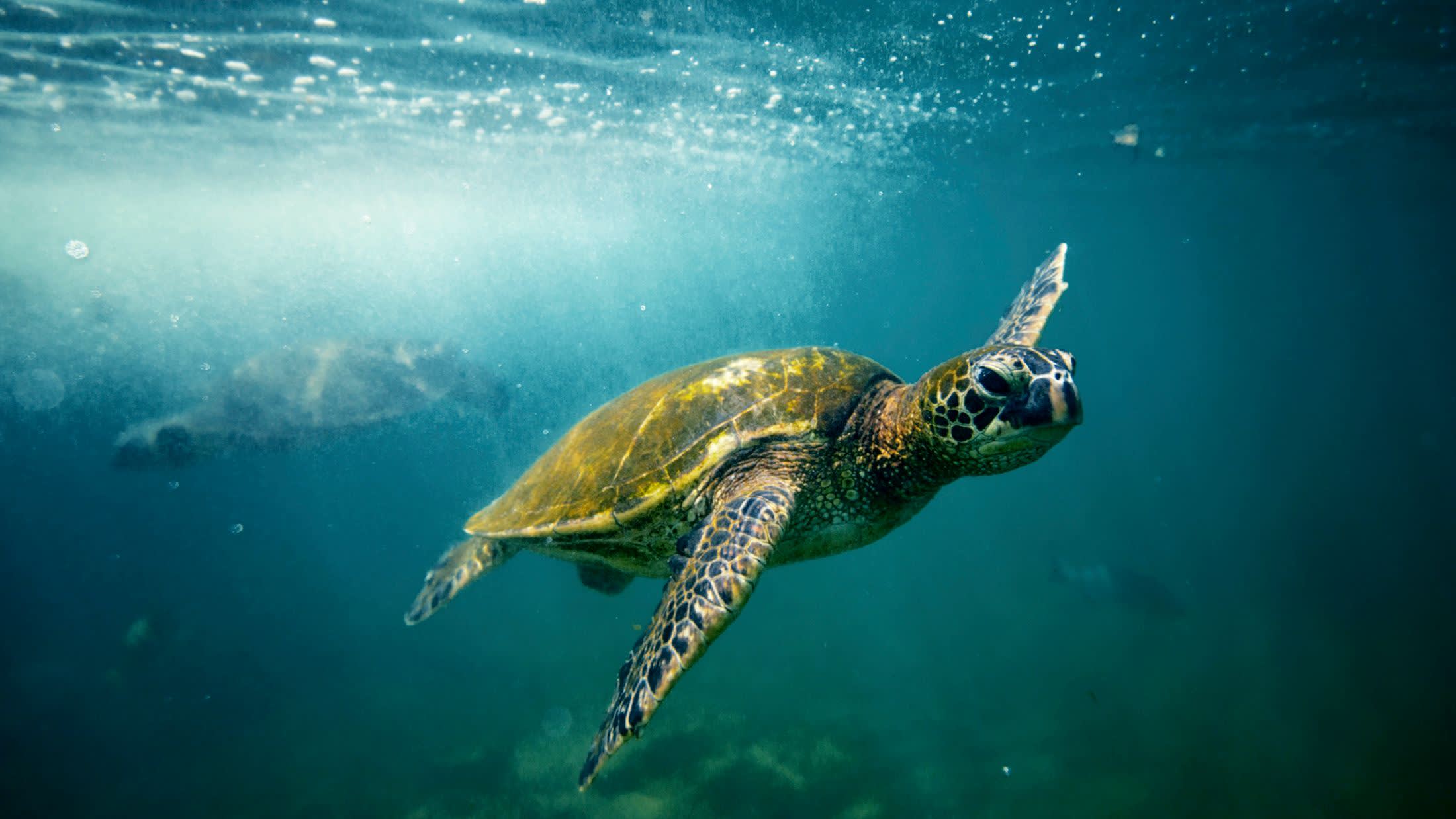 Green Sea Turtle