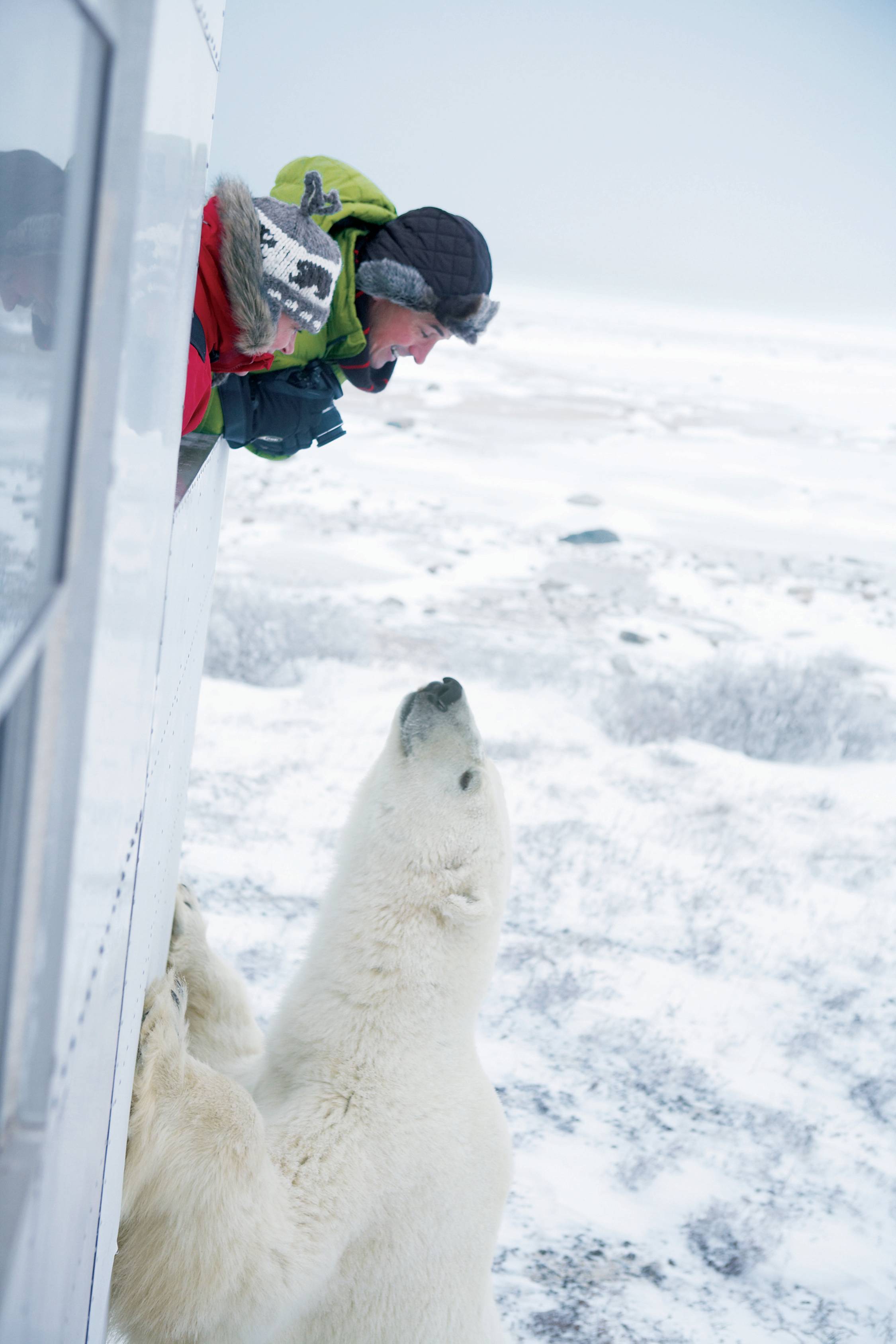 a polar bear in the snow