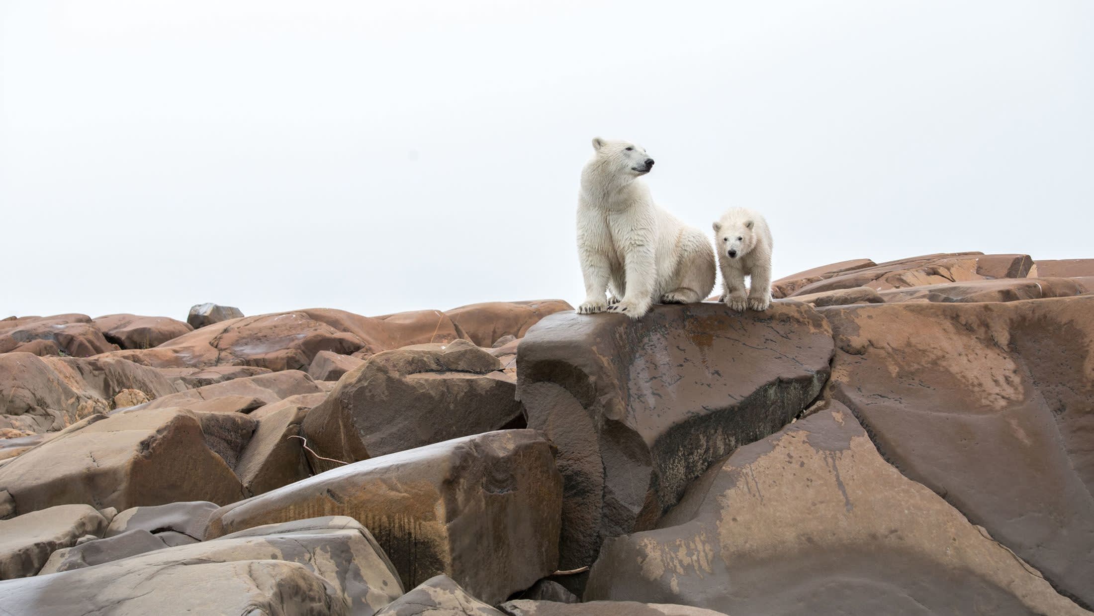 Arctic Fox Fun Facts - Churchill Wild Polar Bear Tours