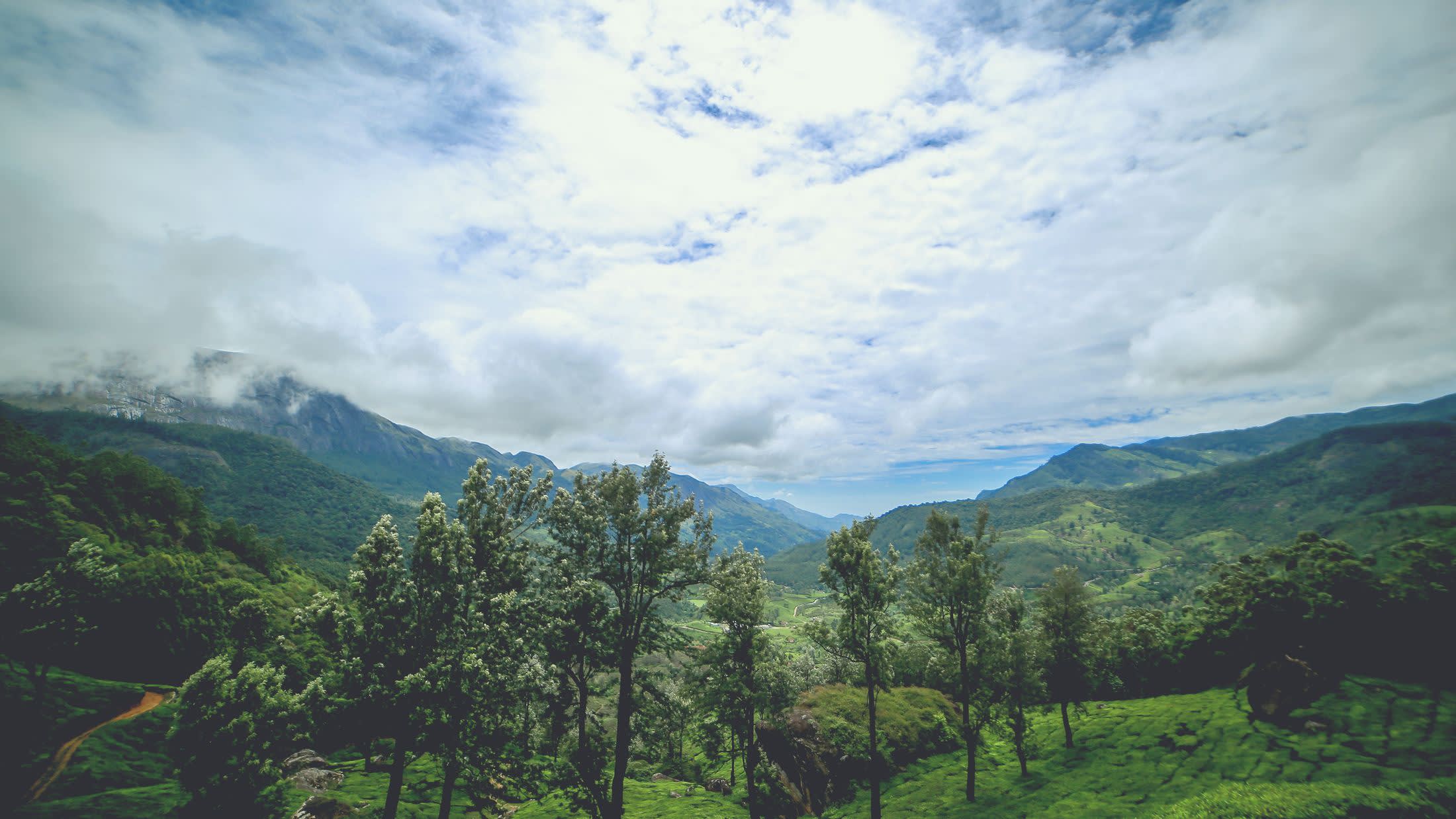 A Tea Plantation on the hill station of Munnar, in Kerala, India