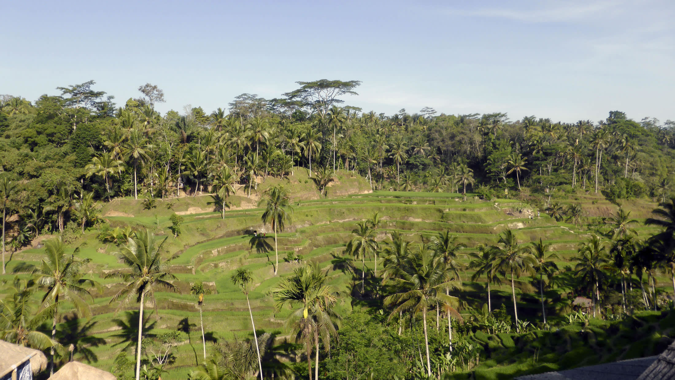 a close up of a green field with trees in the background
