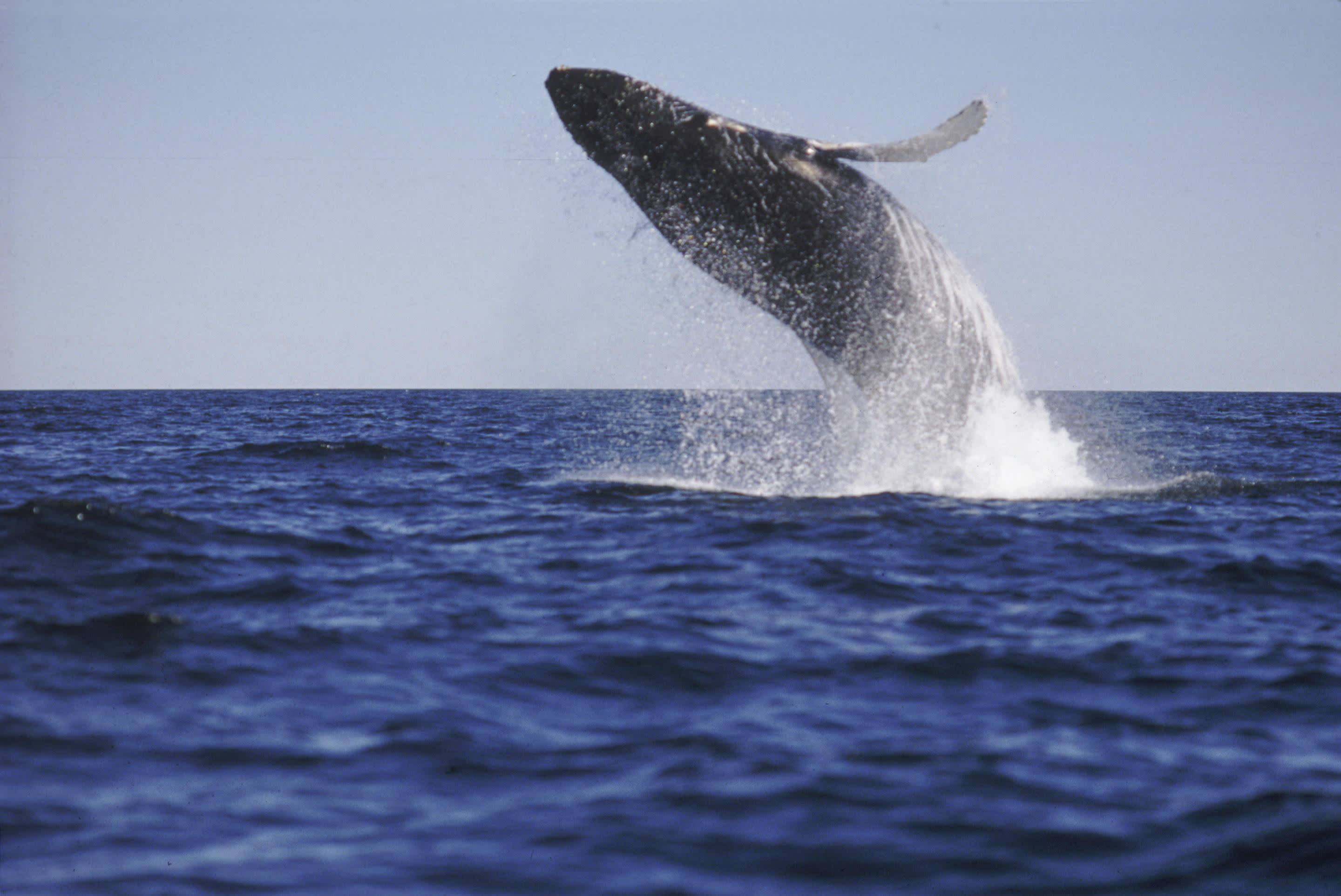 a whale jumping out of the water