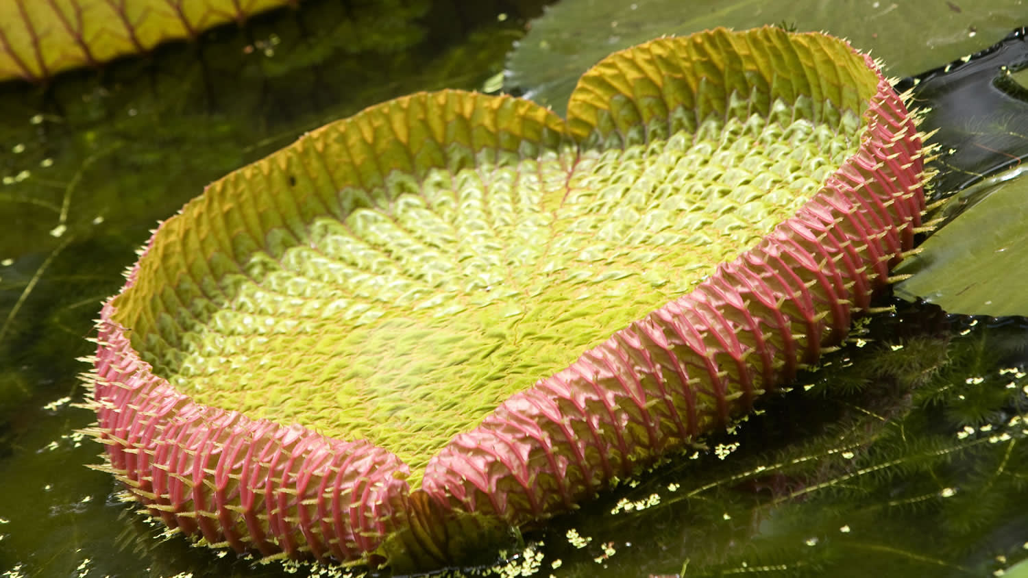 Giant lily pad