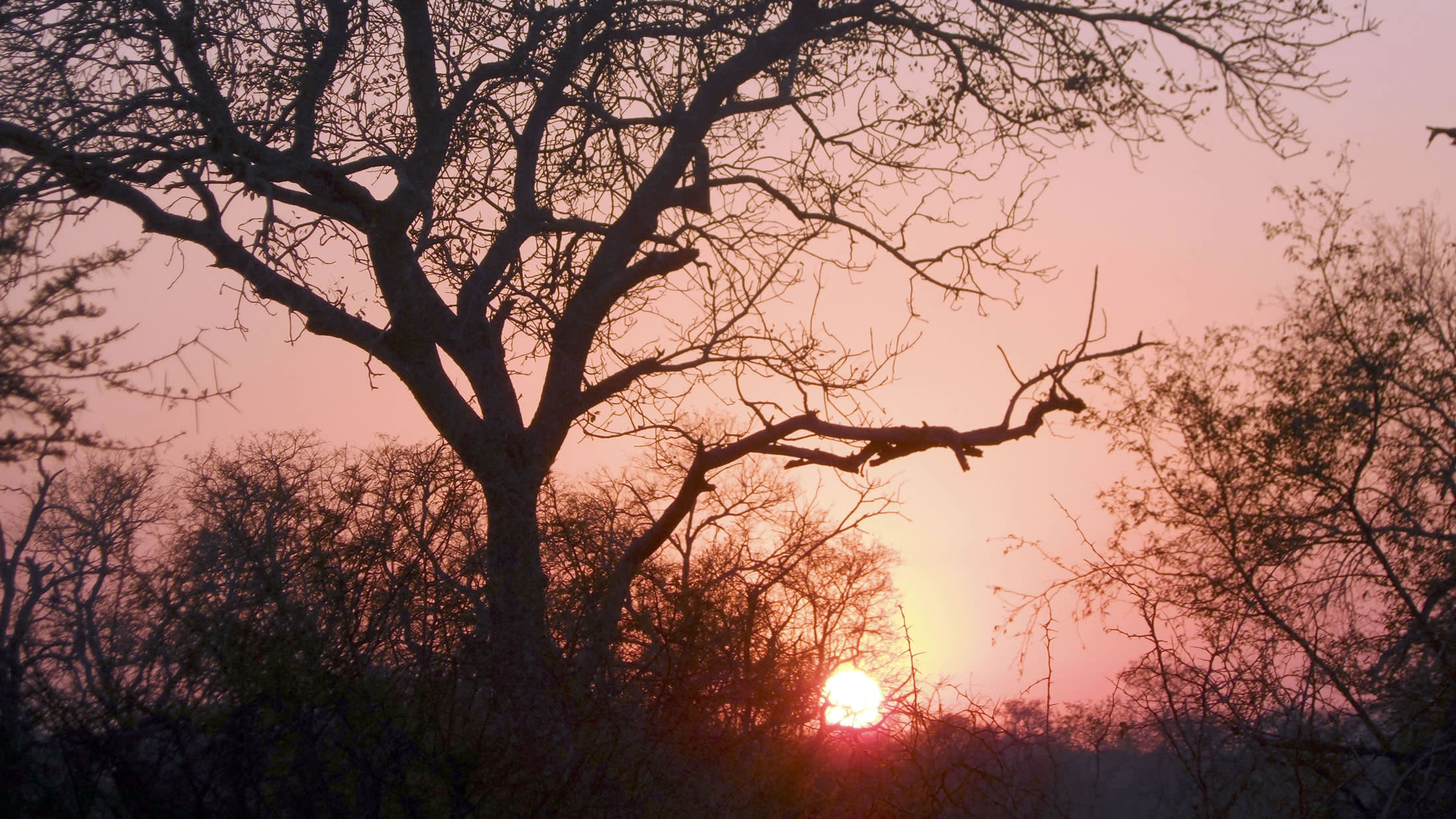 Thornybush Private Game Reserve