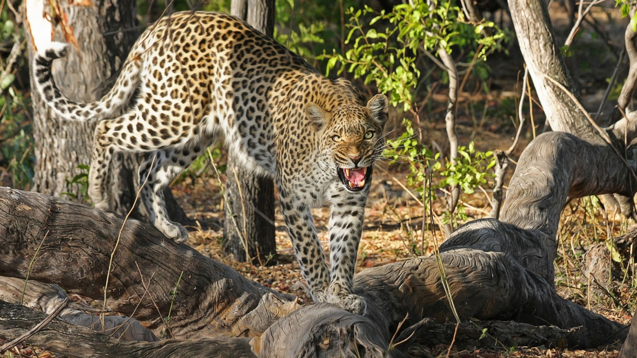 Leopard in Botswana