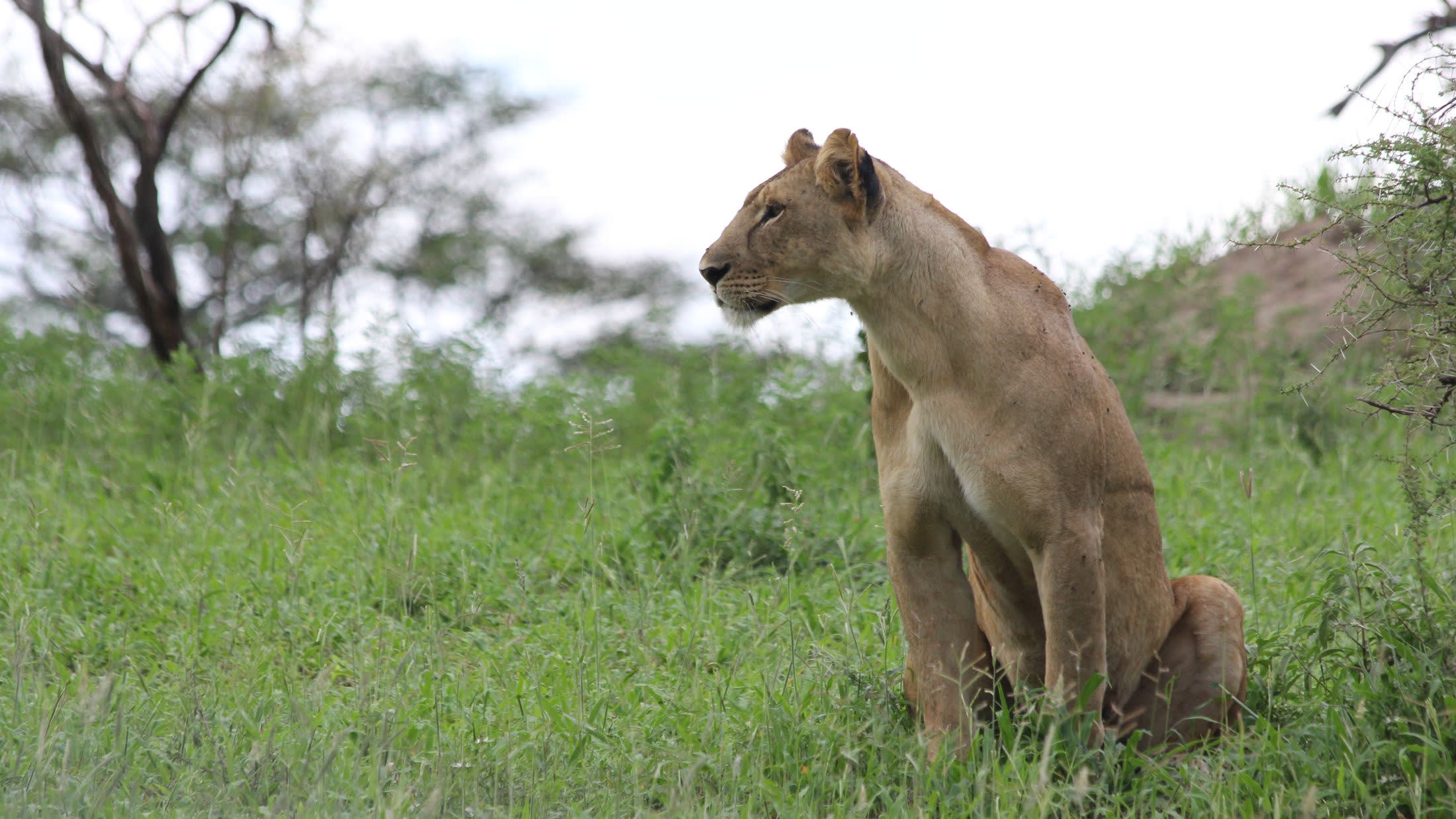 a lion standing on top of a grass covered field