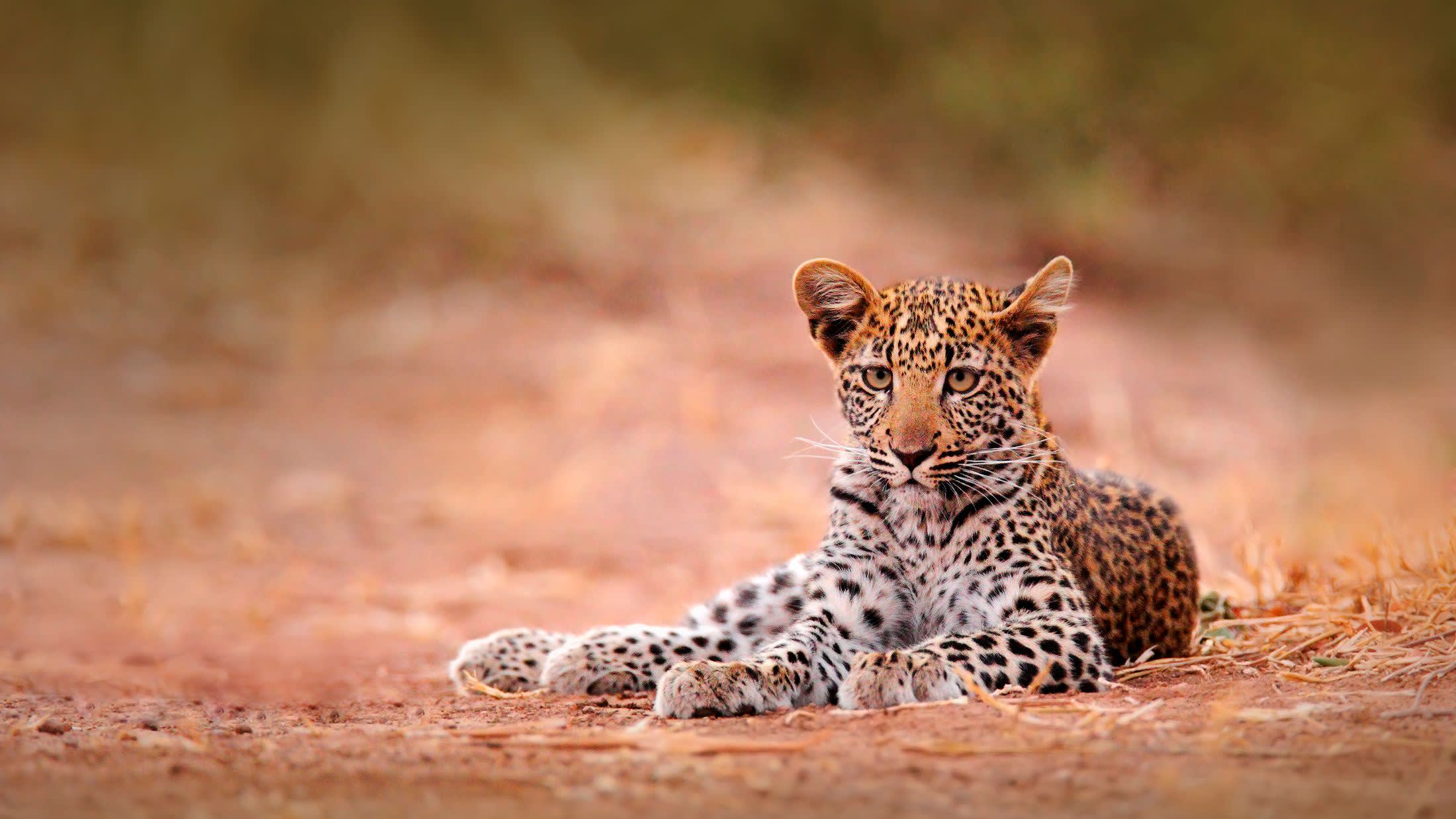 Leopard in Hwange National Park