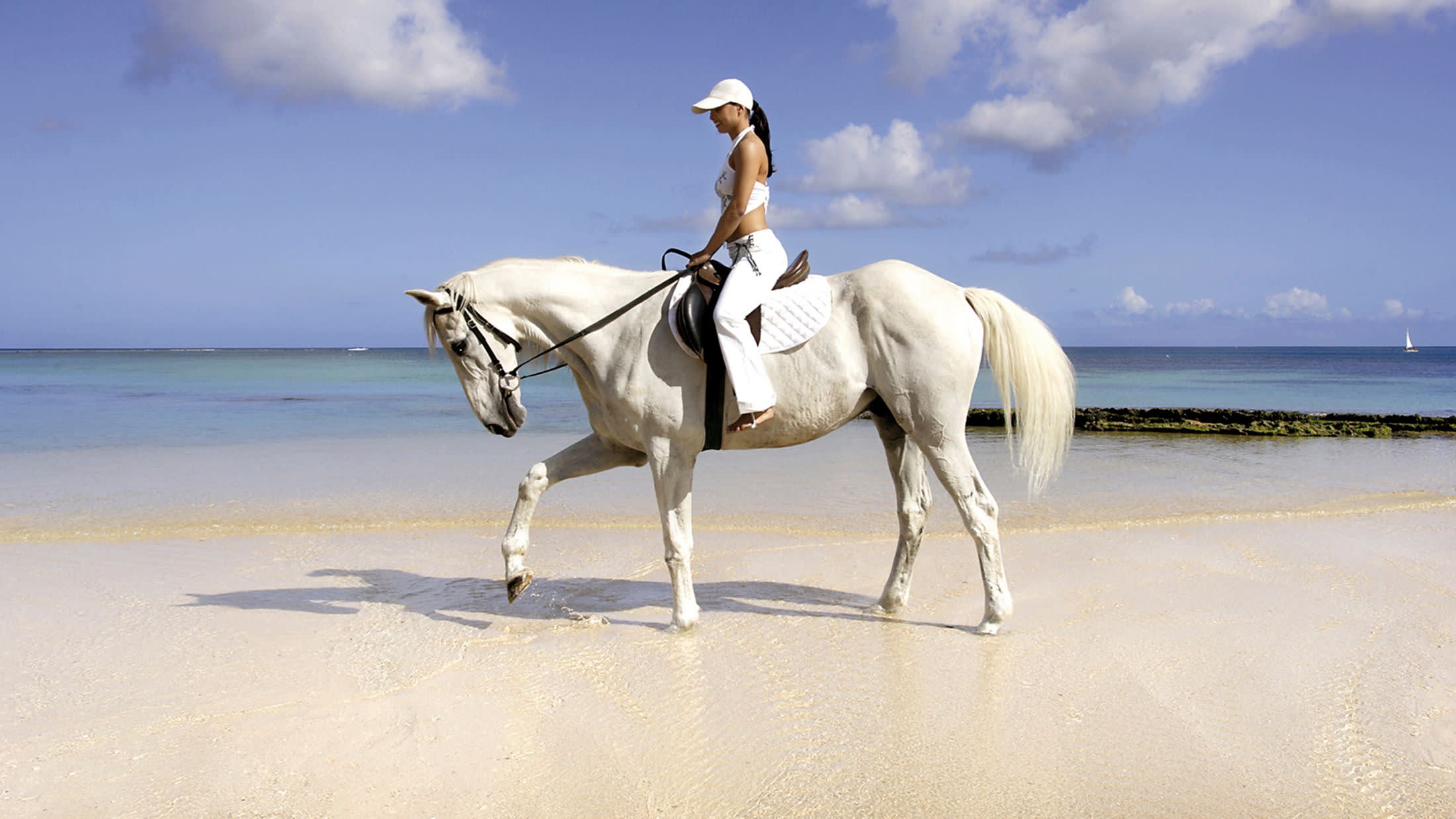 a white cow standing on top of a sandy beach