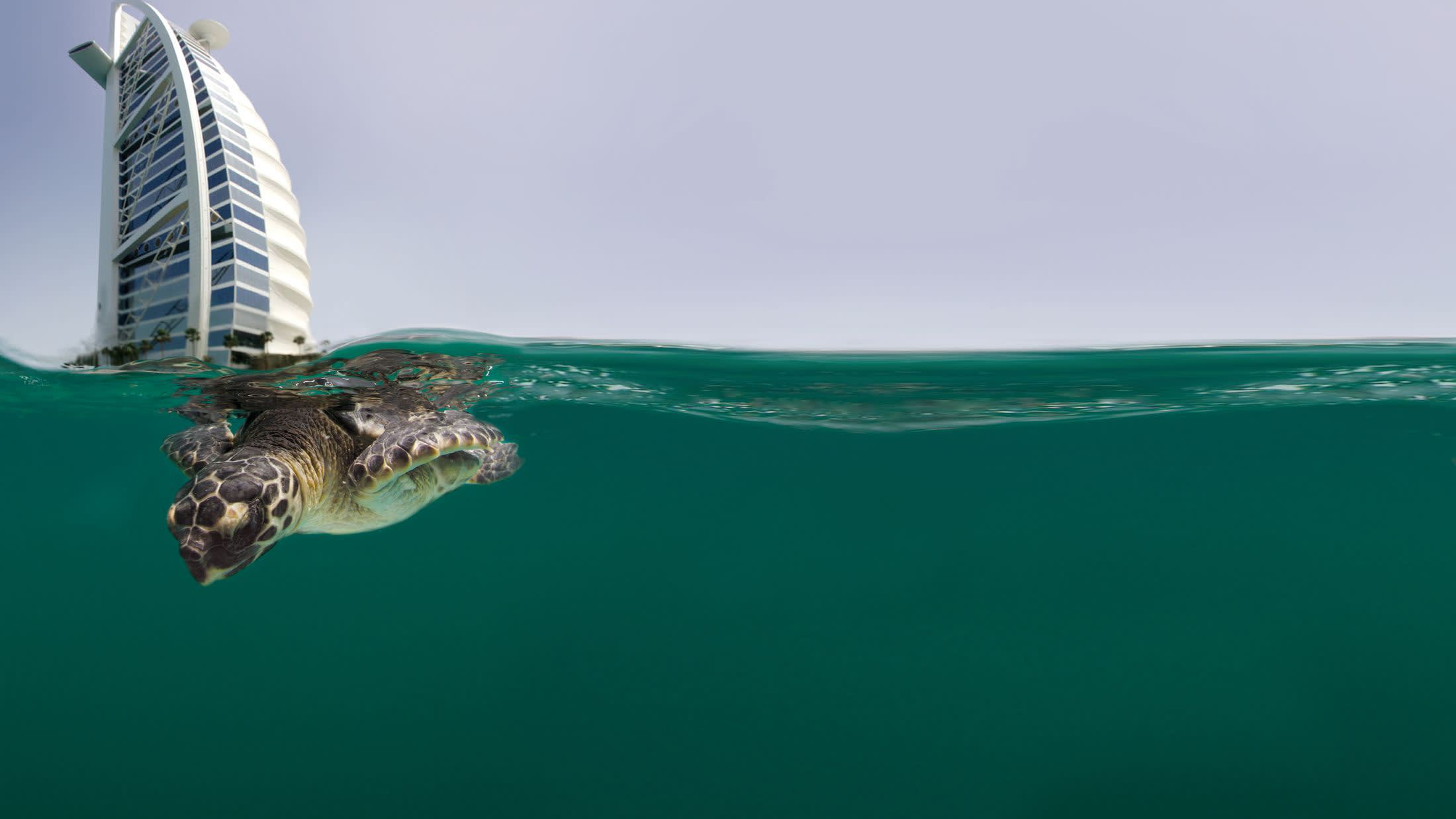 Turtle rehabilitation