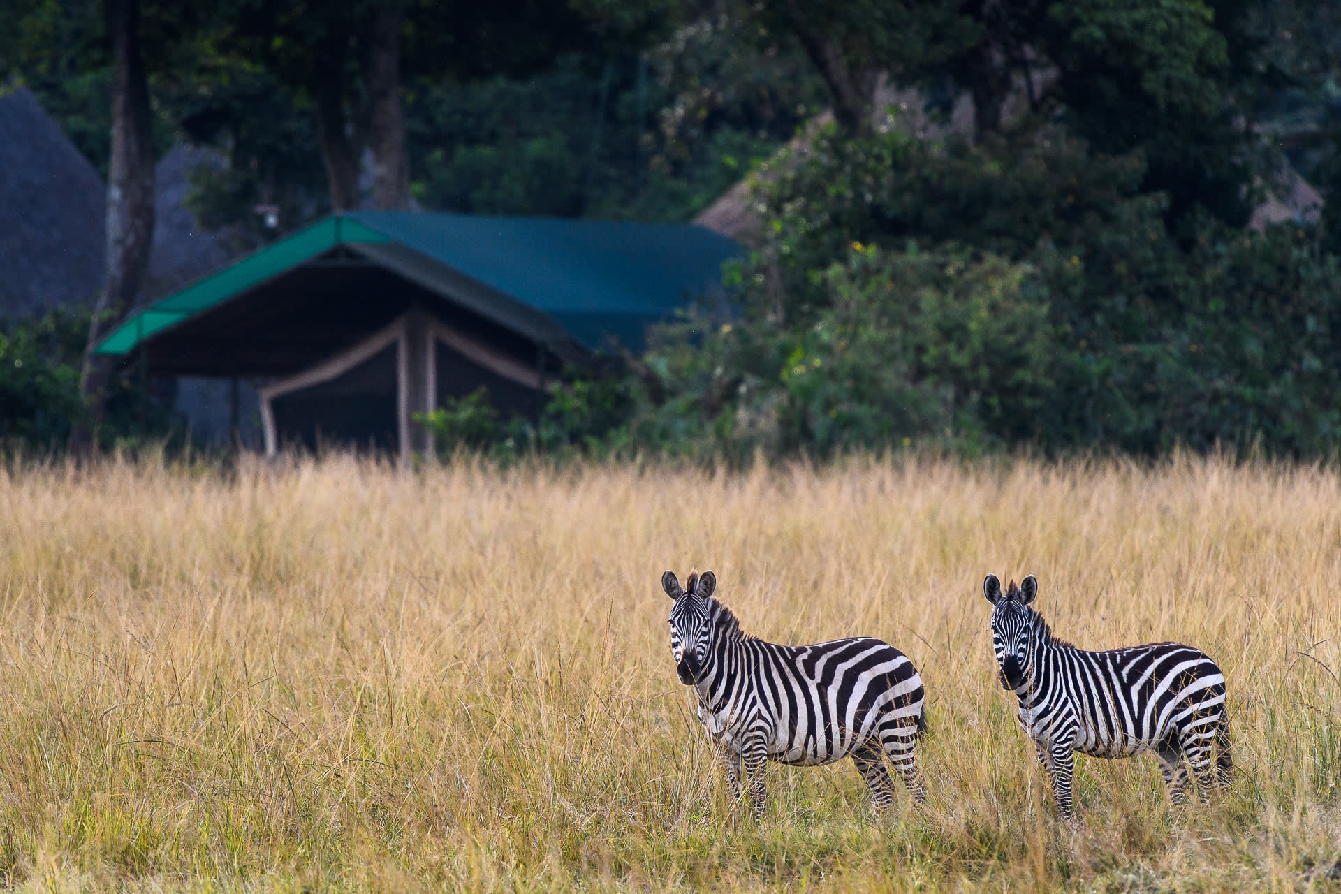 a group of zebra standing on top of a grass covered field