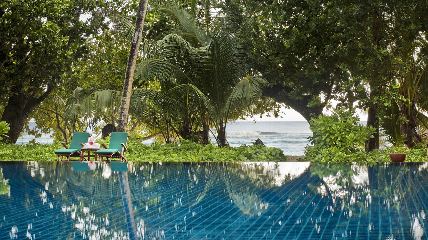 a group of palm trees next to a body of water