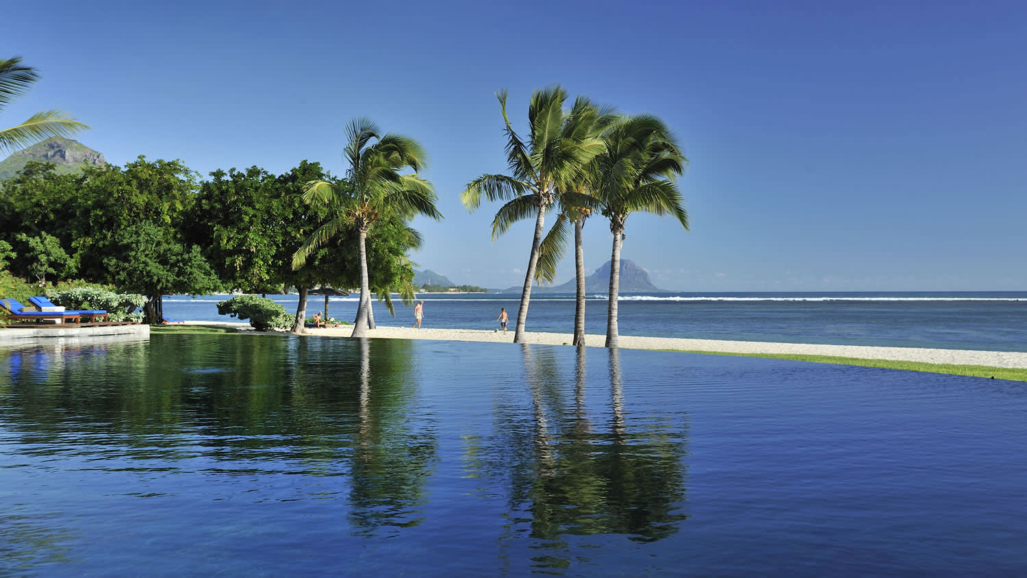 a group of palm trees next to a body of water