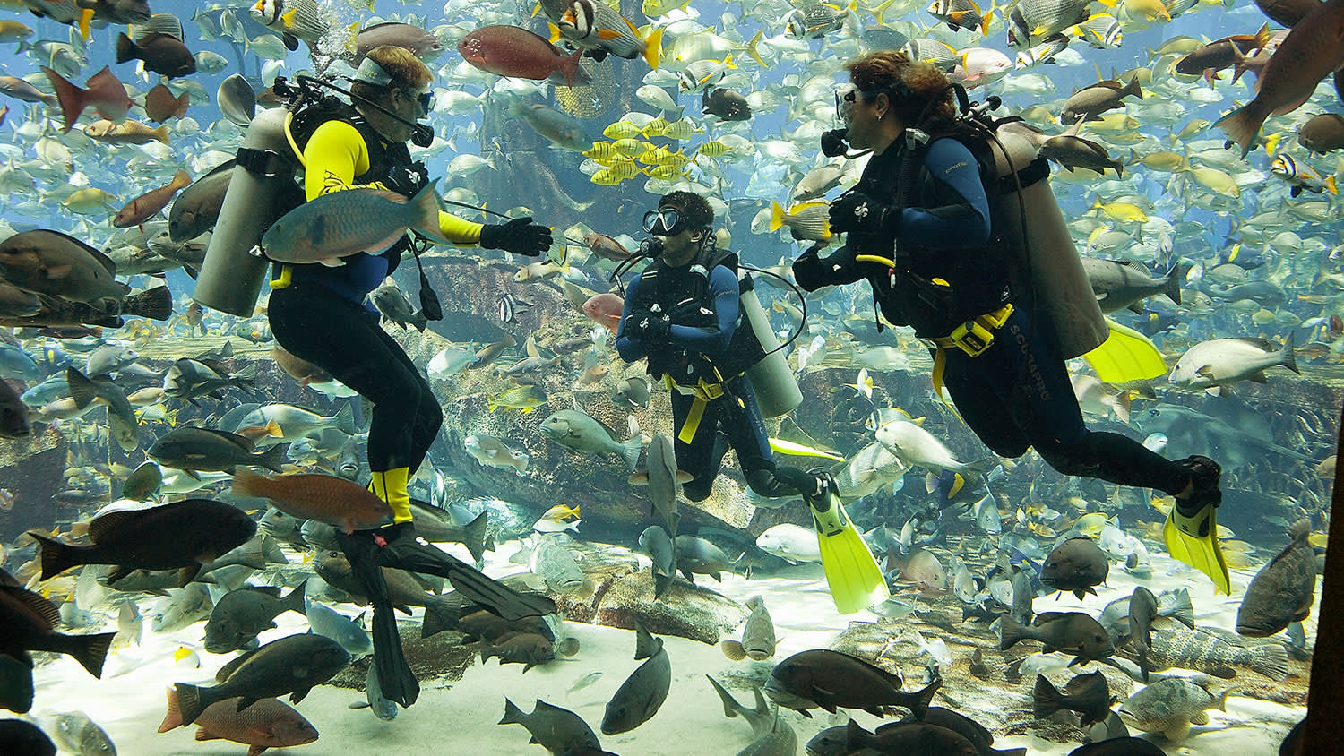 Marine Animal Adventures