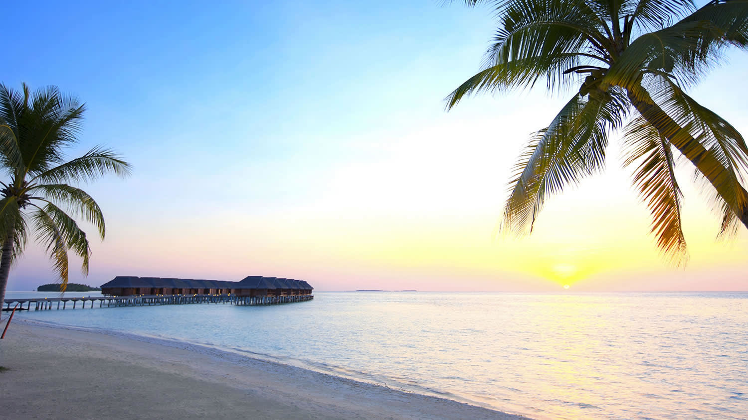 a beach with a palm tree in front of a body of water