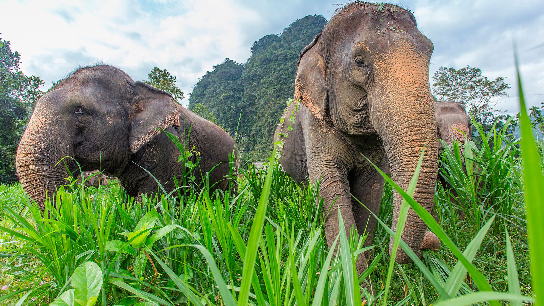 a elephant that is standing on a lush green field