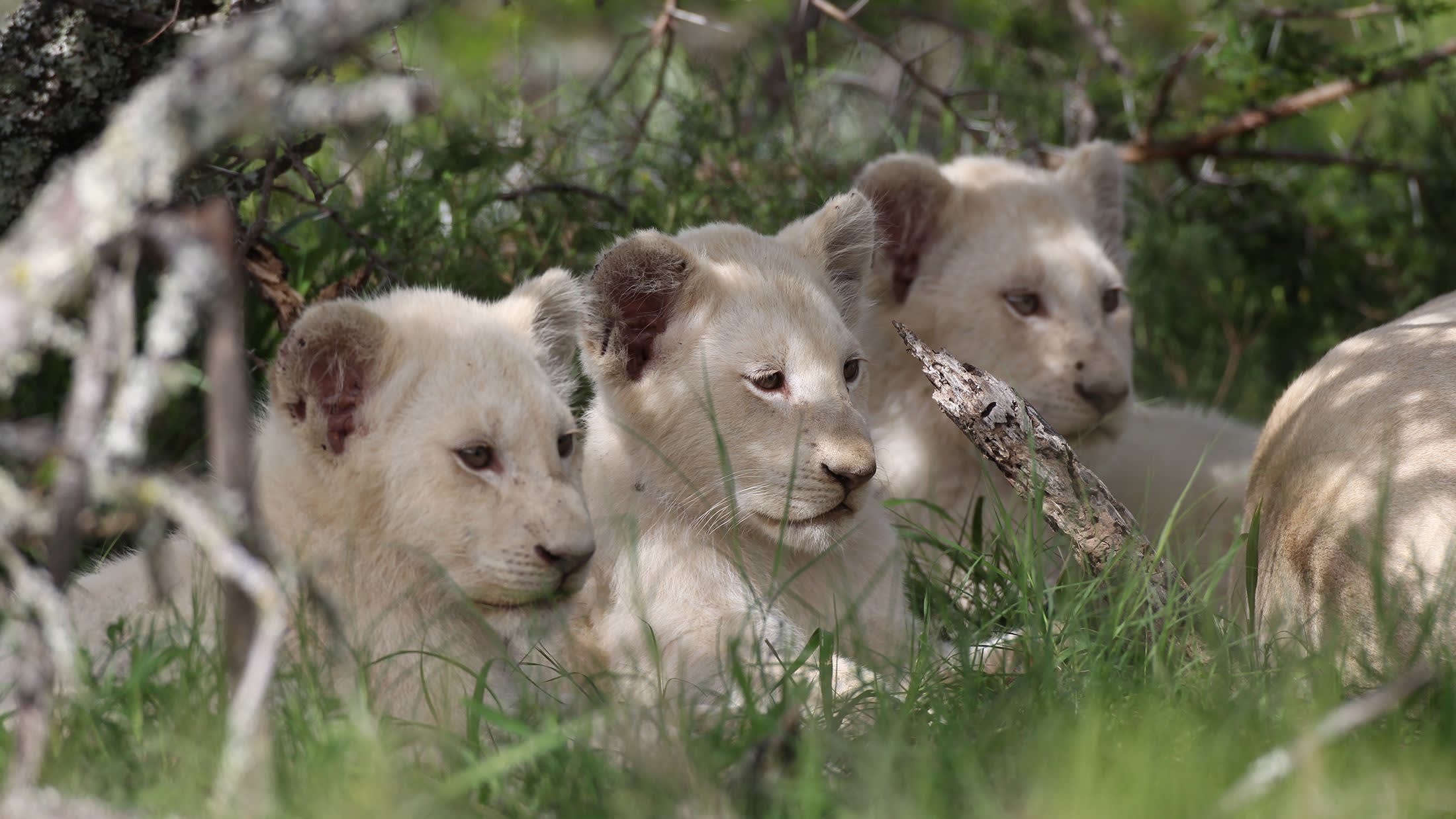 a brown and white dog sitting in the grass