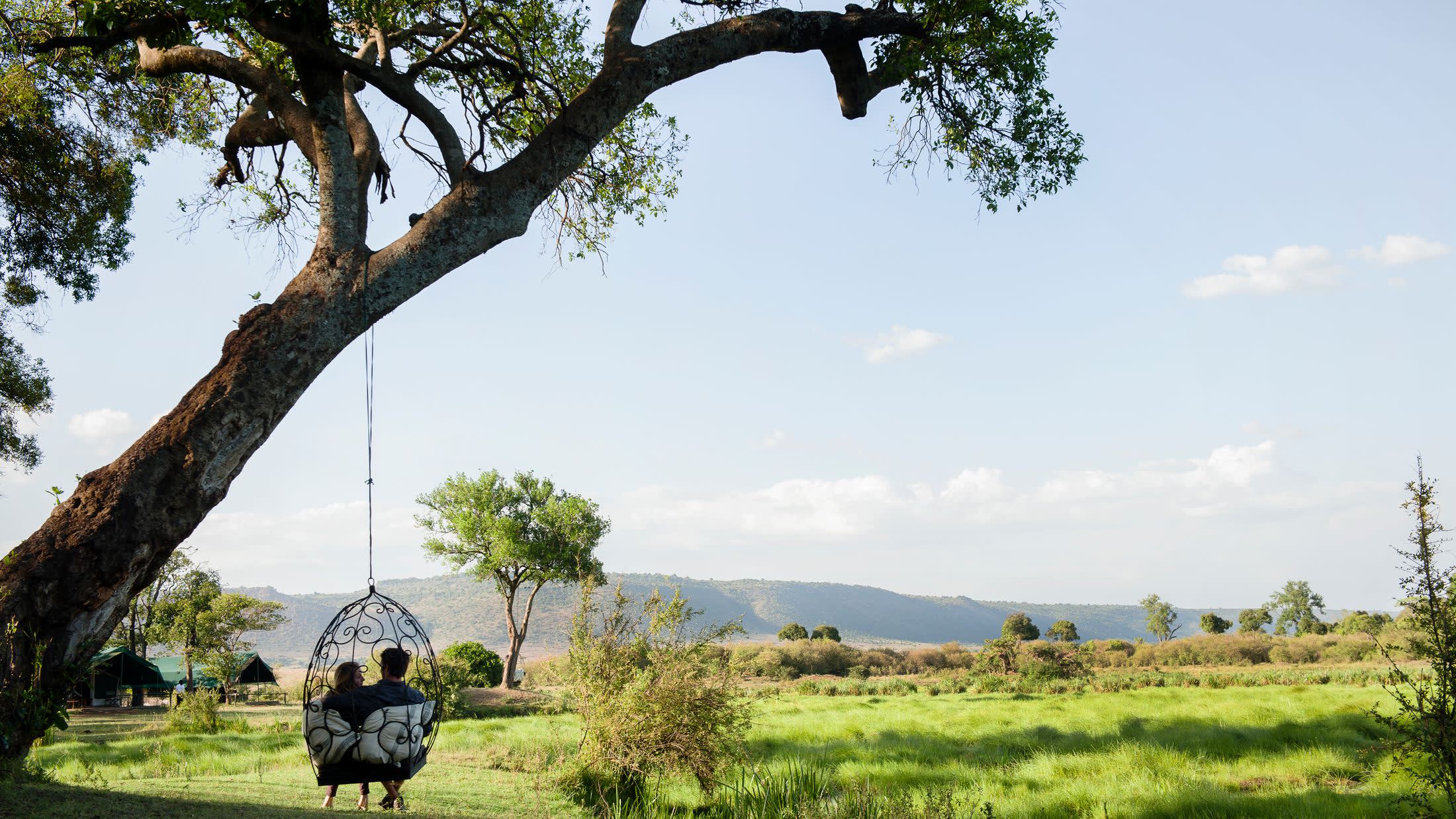 a large tree in a grassy field