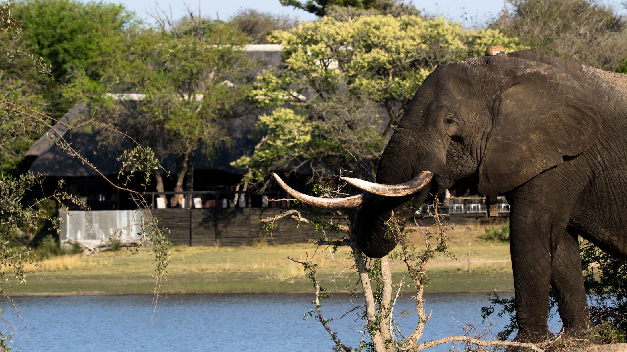 a small elephant standing next to a body of water