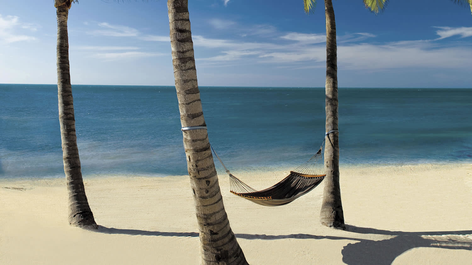 a group of palm trees next to a body of water