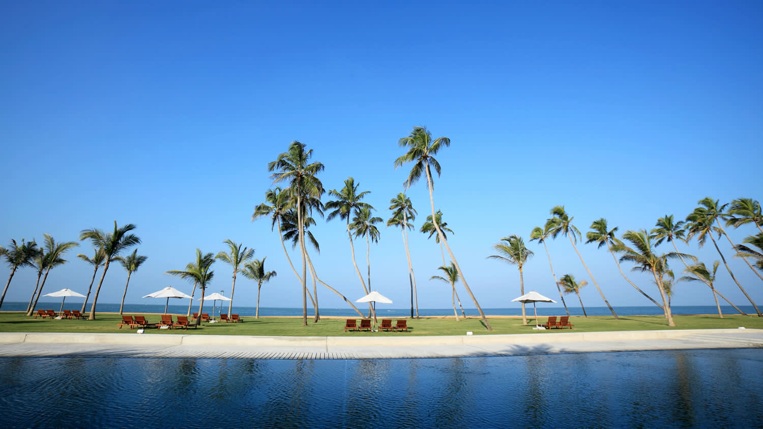 a group of palm trees next to a body of water