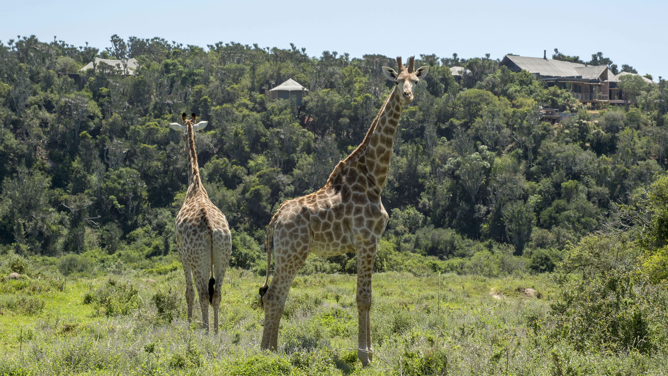 a couple of giraffe standing on top of a lush green field