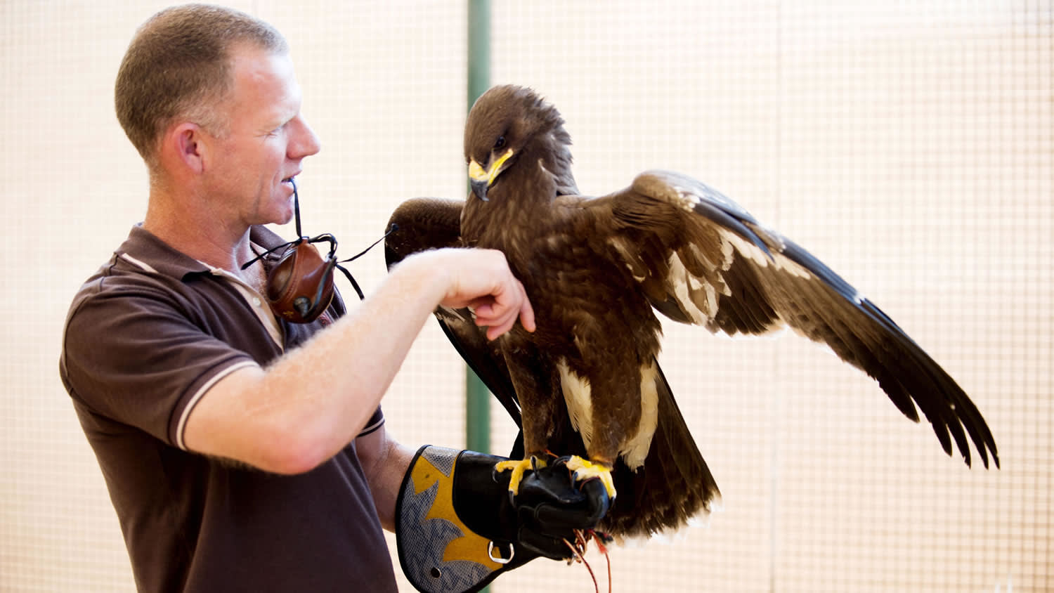 Falconry