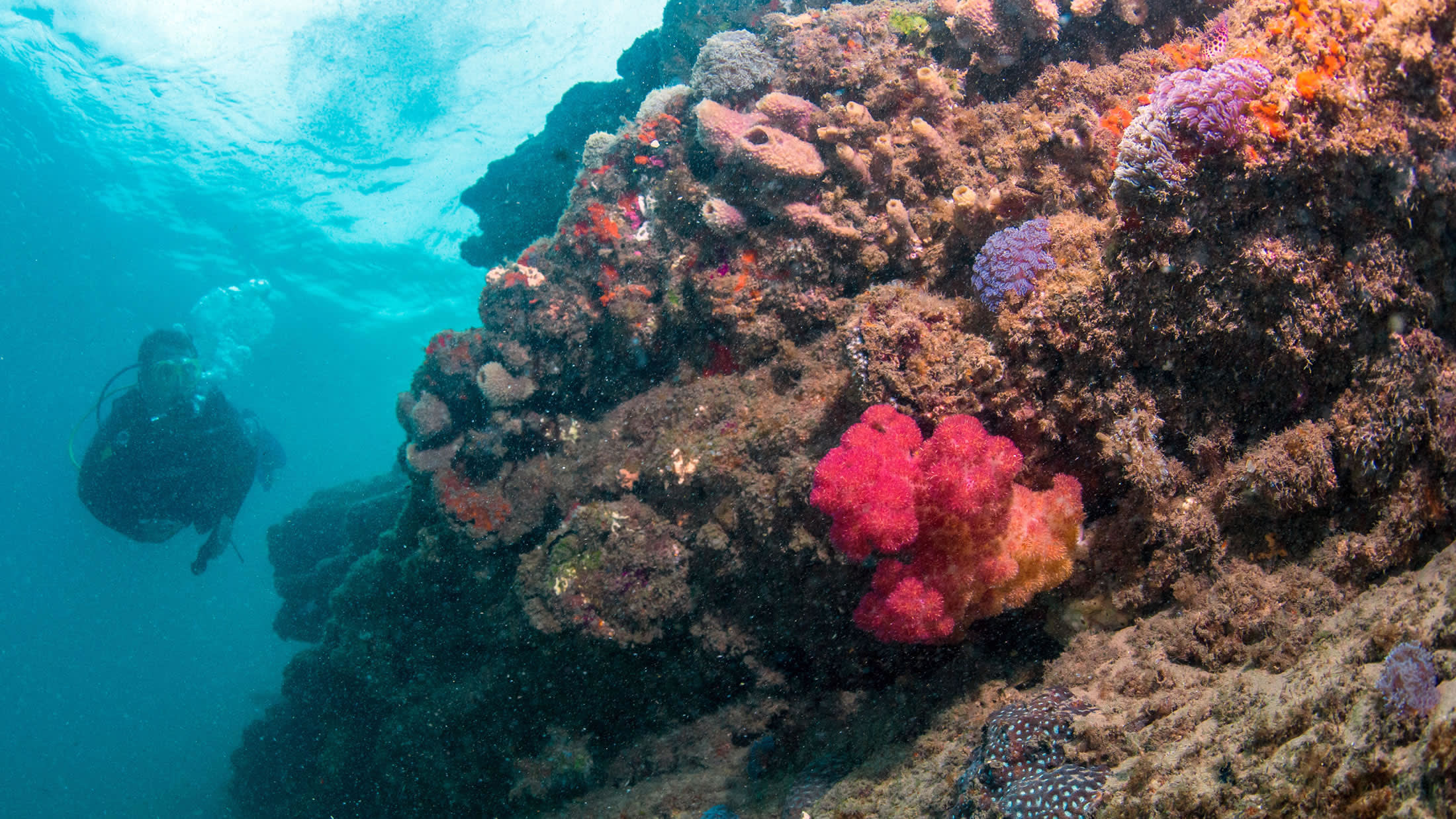 underwater view of a coral