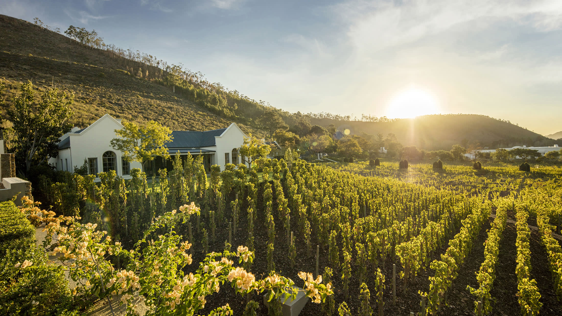 a group of bushes in a field