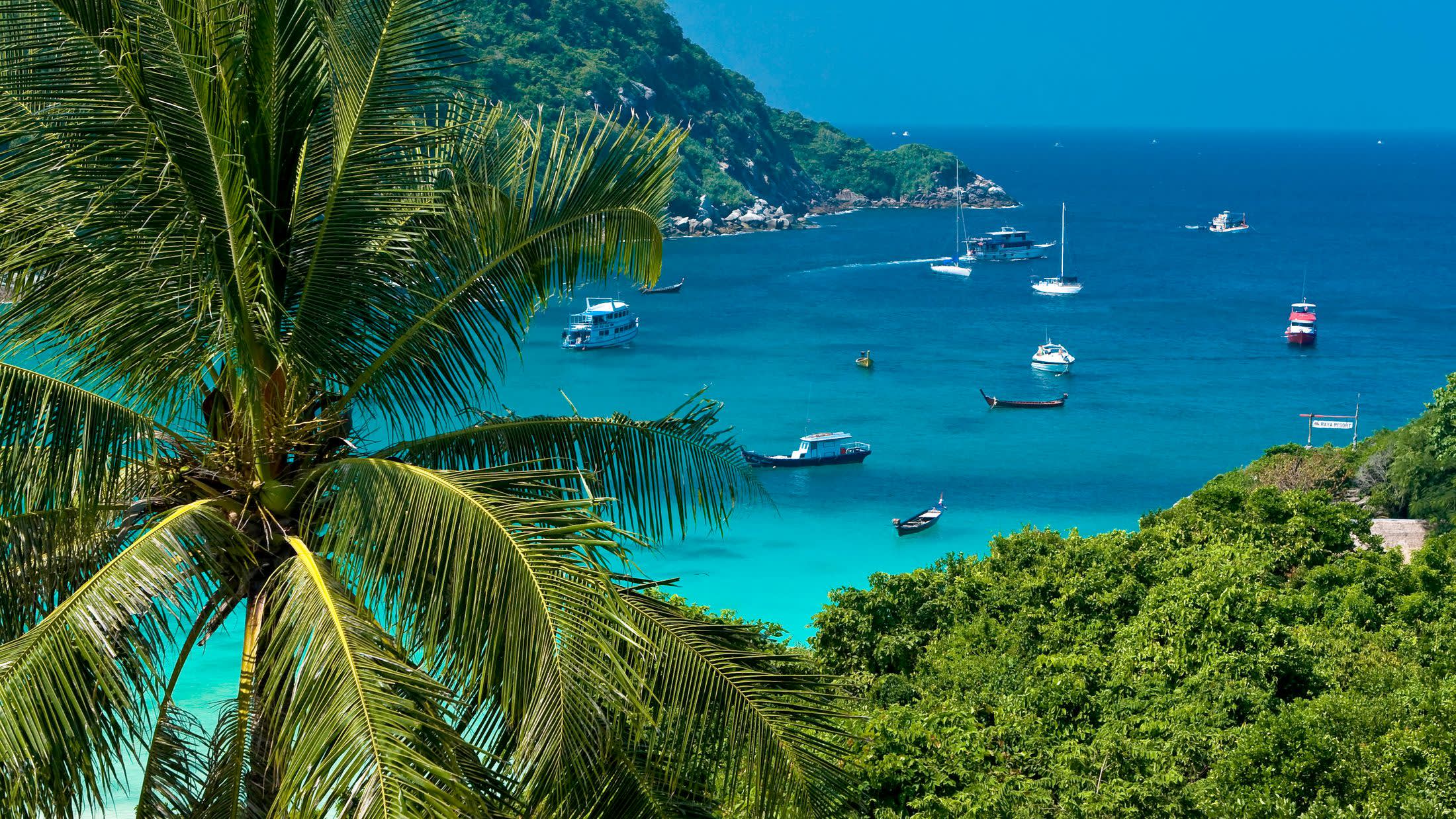 a group of palm trees next to a body of water