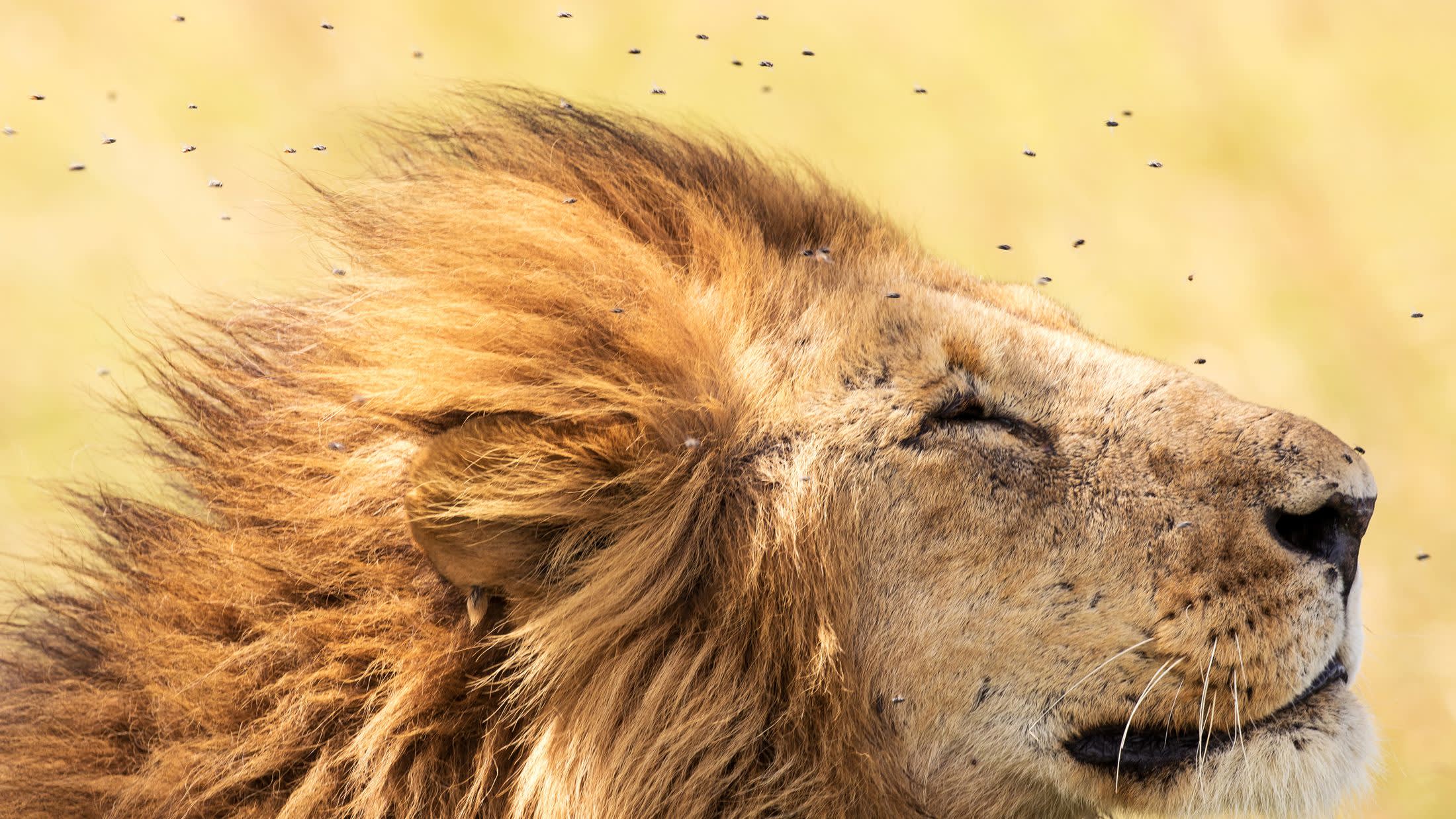 a lion looking at the camera