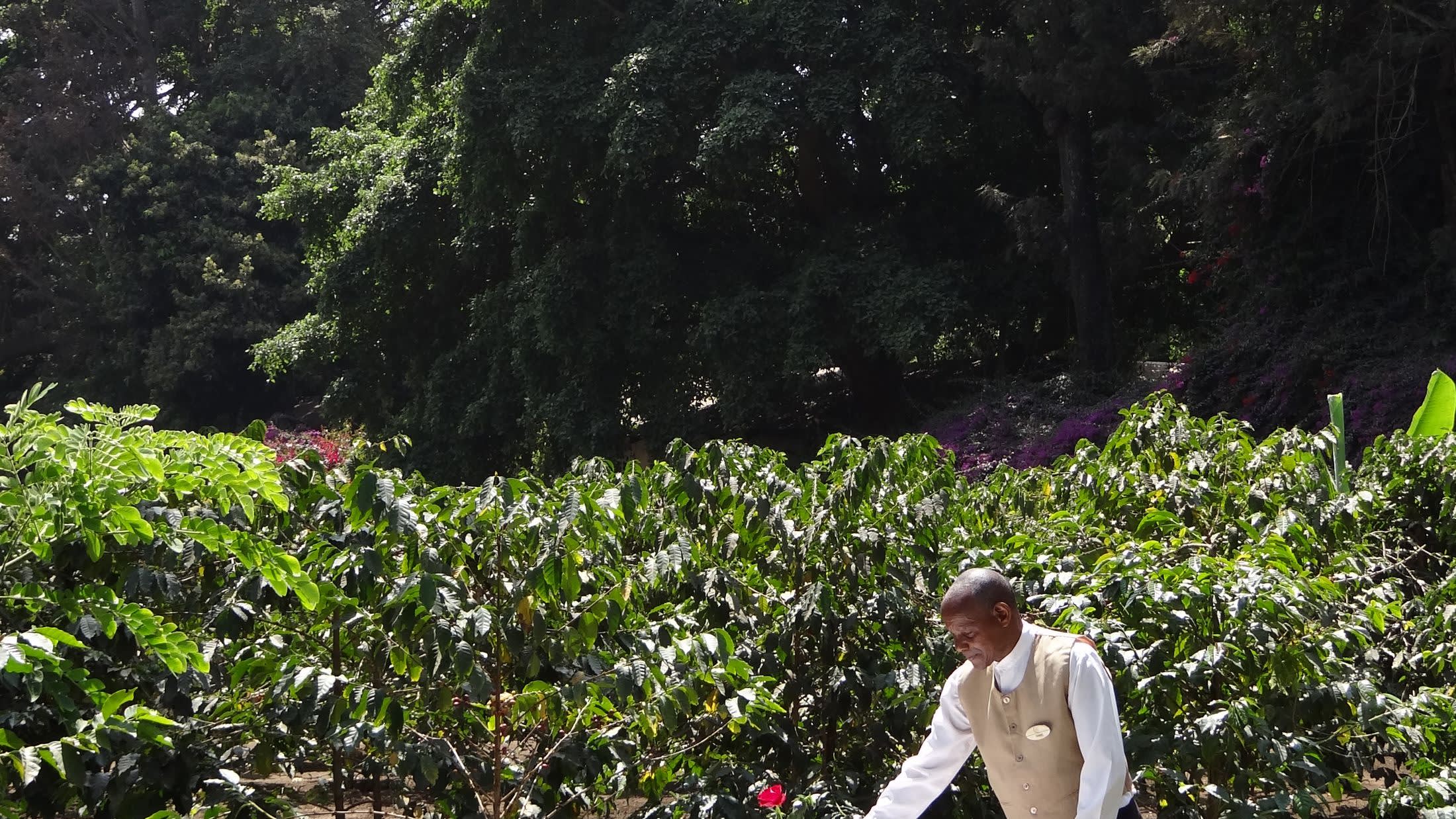 a man standing in front of a tree
