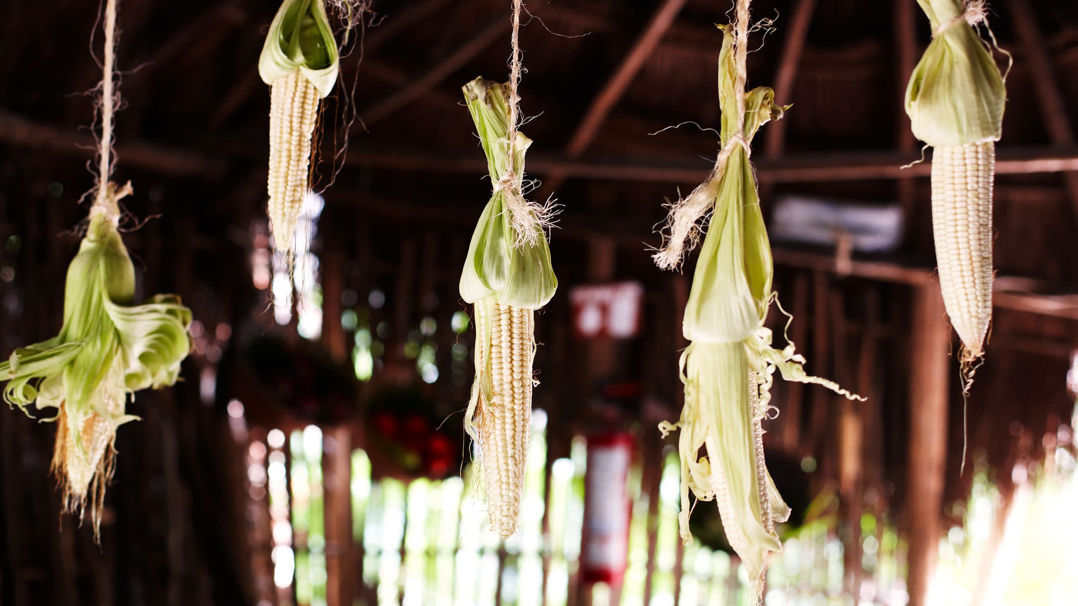 a close up of a flower